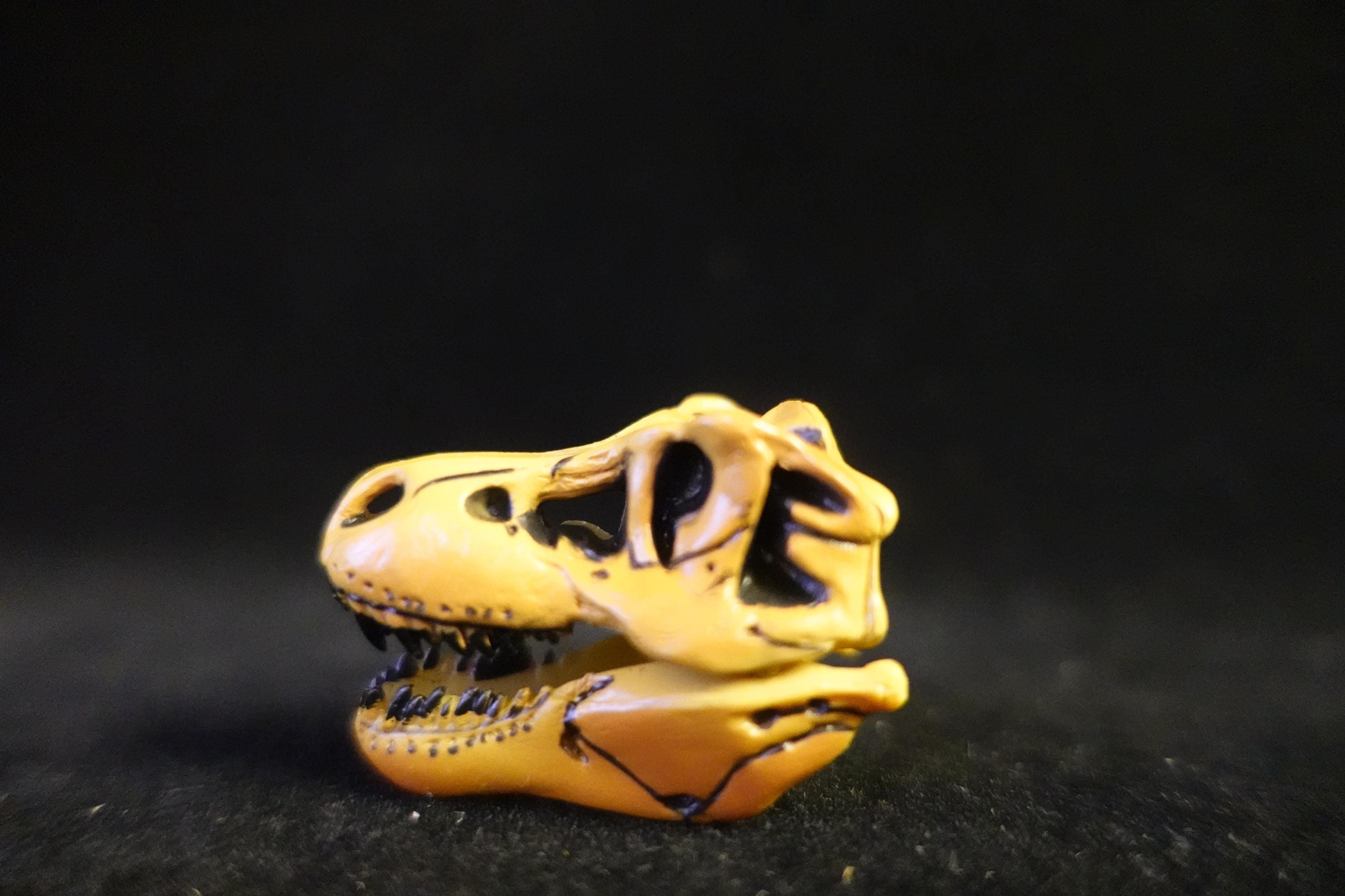 Kaiyodo UHA Dinotales Series 1 Tyrannosaurus Skull