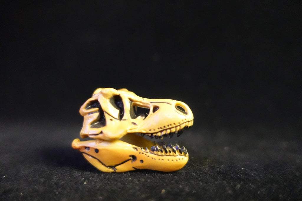 Kaiyodo UHA Dinotales Series 1 Tyrannosaurus Skull