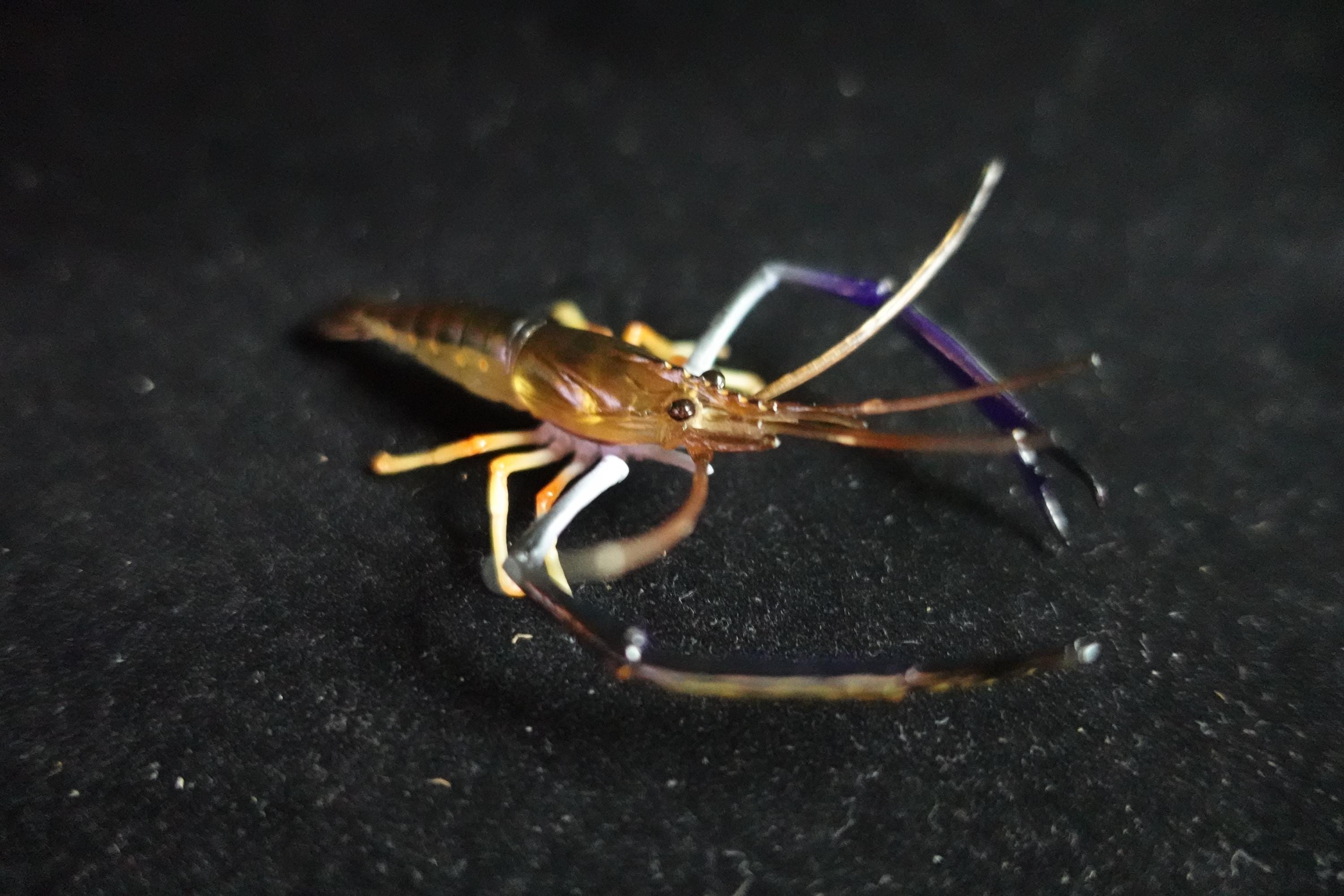 Kaiyodo ChocoQ Animatales Series 10 Congo Prawn