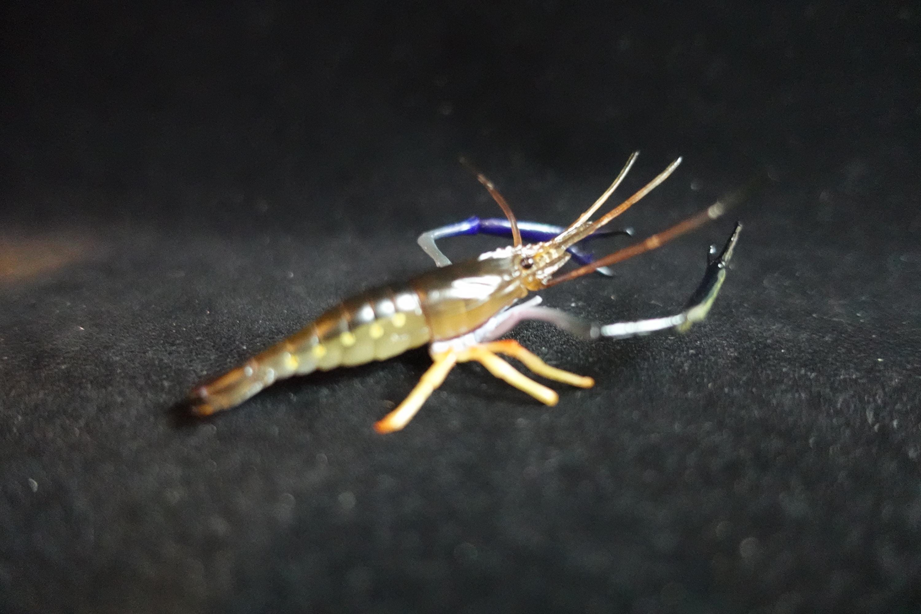Kaiyodo ChocoQ Animatales Series 10 Congo Prawn