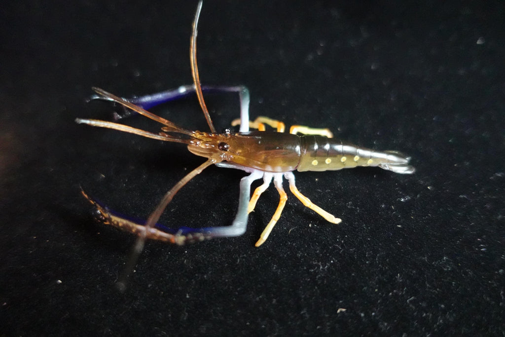Kaiyodo ChocoQ Animatales Series 10 Congo Prawn