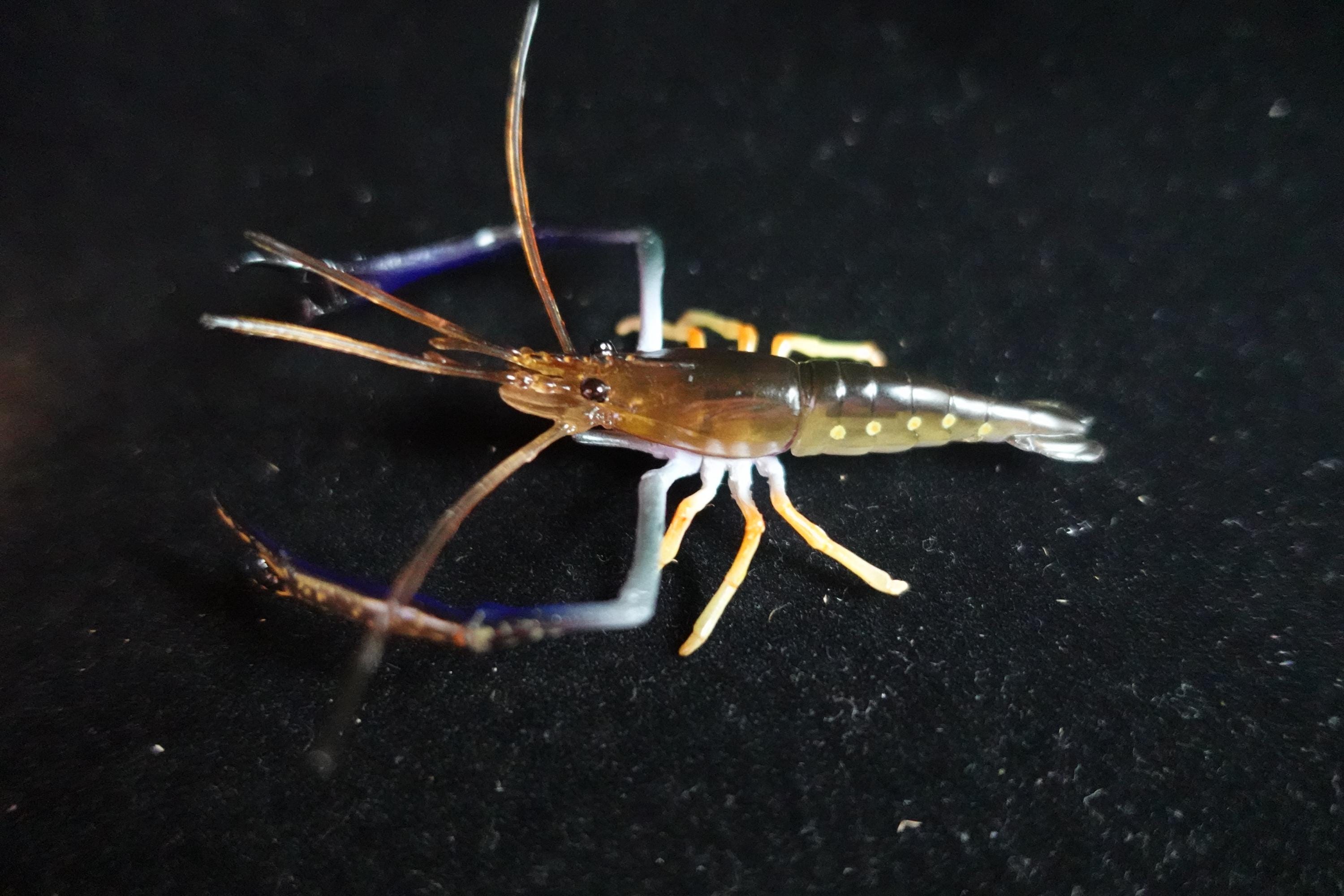 Kaiyodo ChocoQ Animatales Series 10 Congo Prawn