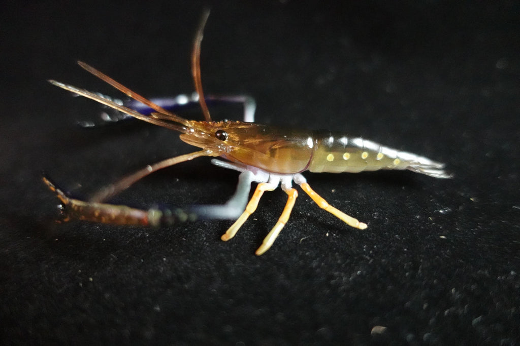 Kaiyodo ChocoQ Animatales Series 10 Congo Prawn