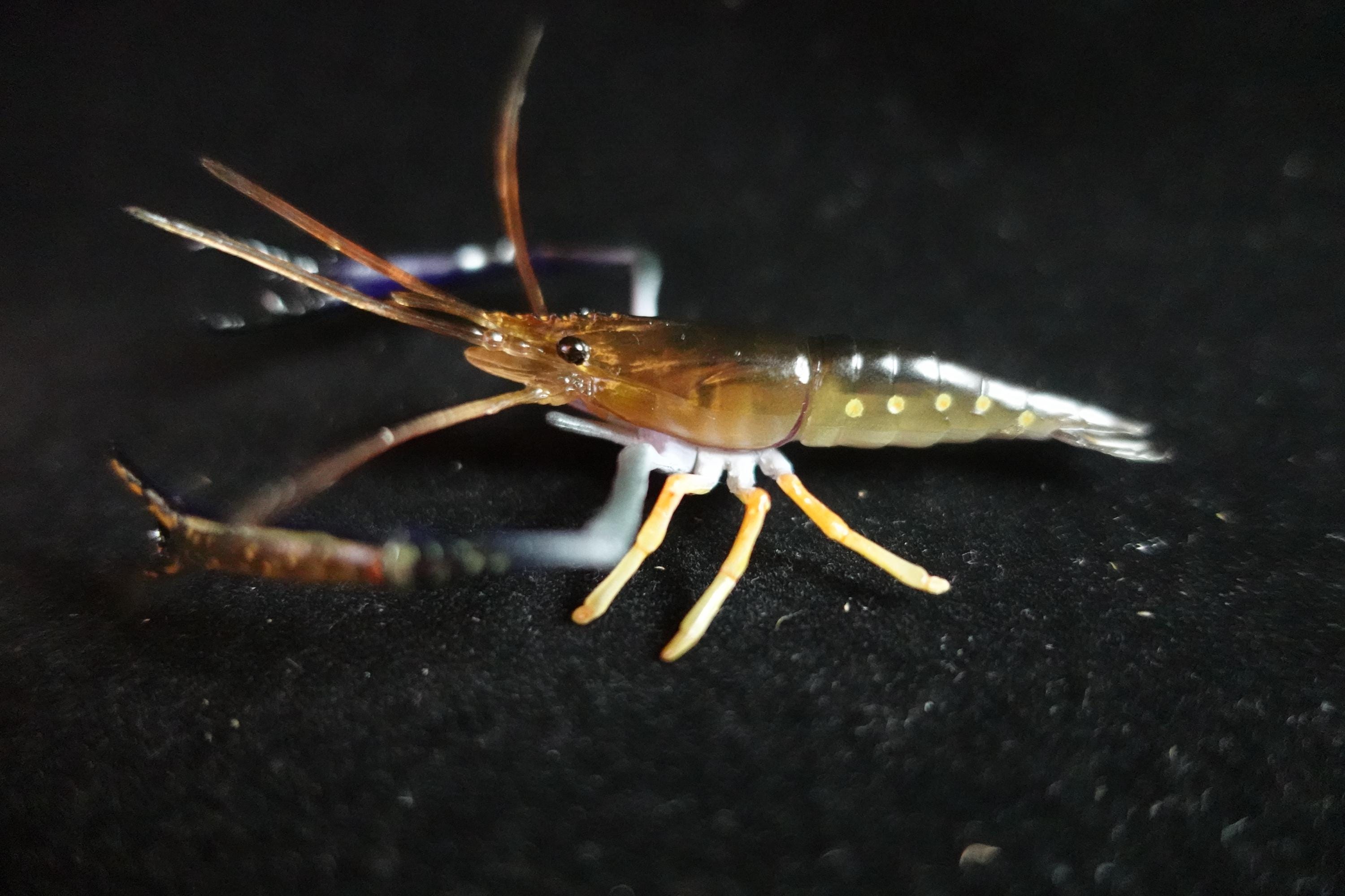 Kaiyodo ChocoQ Animatales Series 10 Congo Prawn