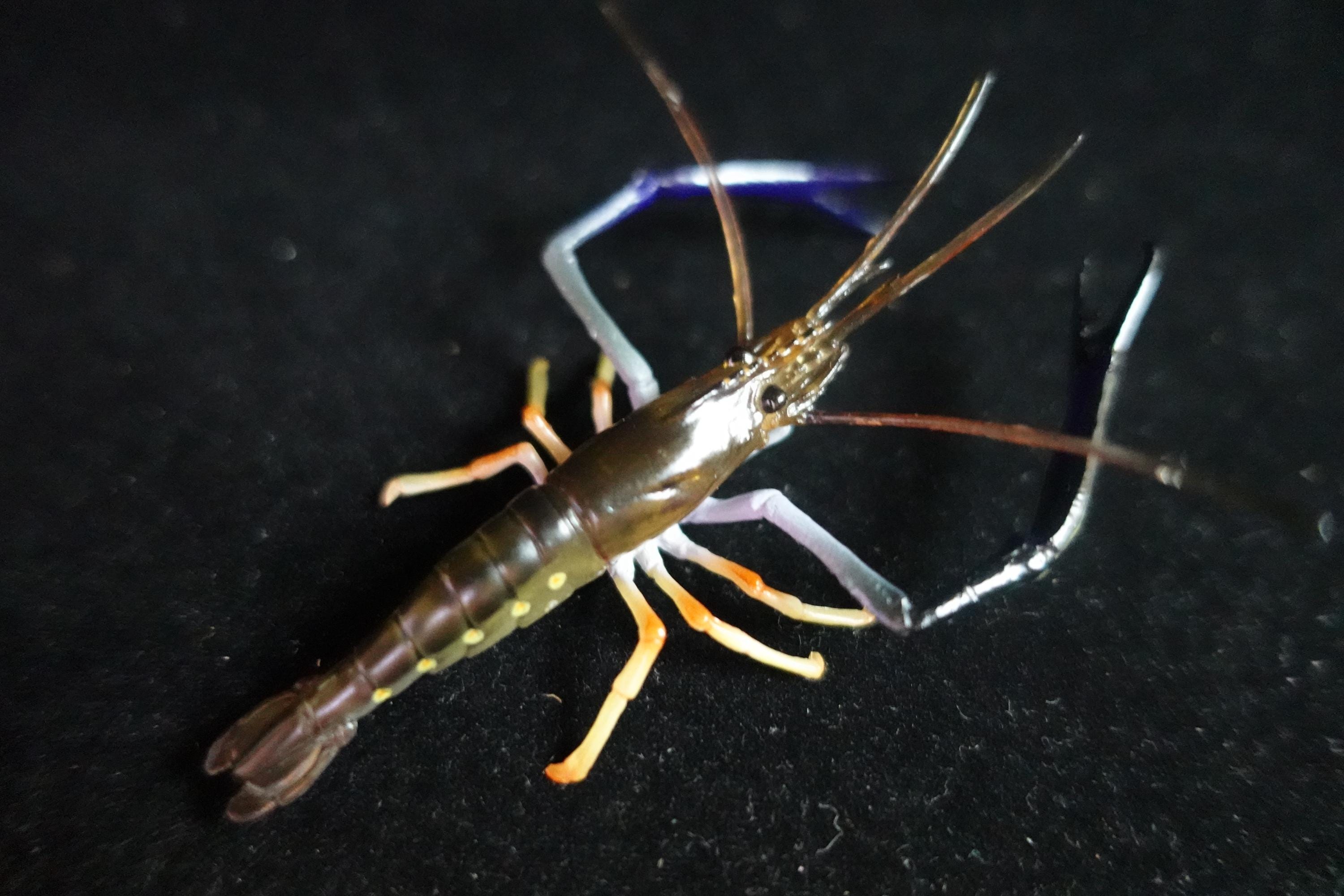 Kaiyodo ChocoQ Animatales Series 10 Congo Prawn