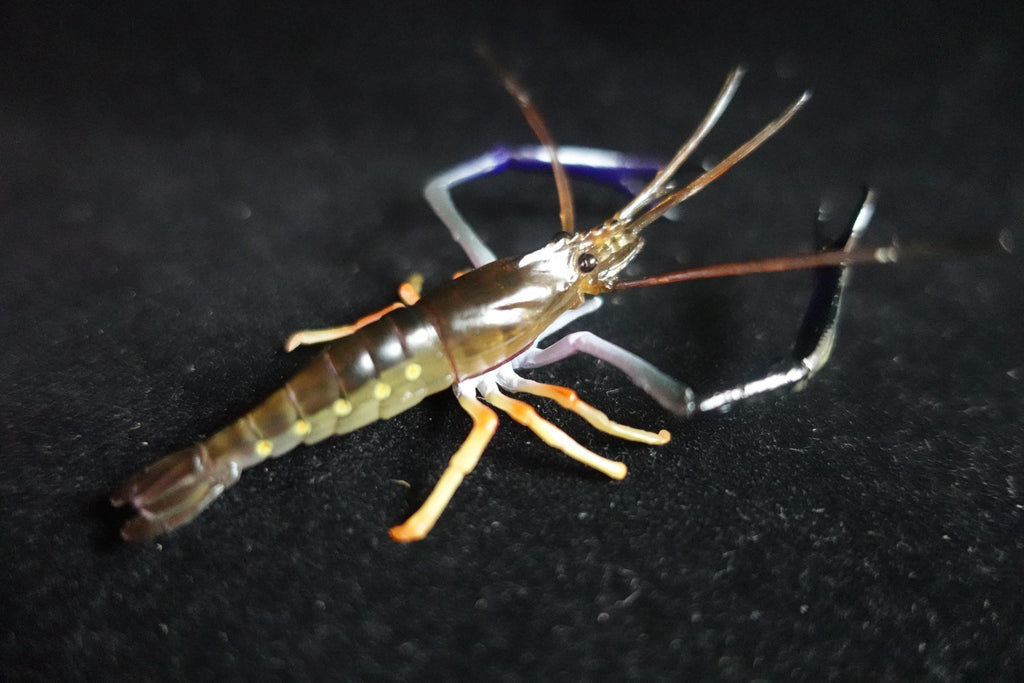 Kaiyodo ChocoQ Animatales Series 10 Congo Prawn