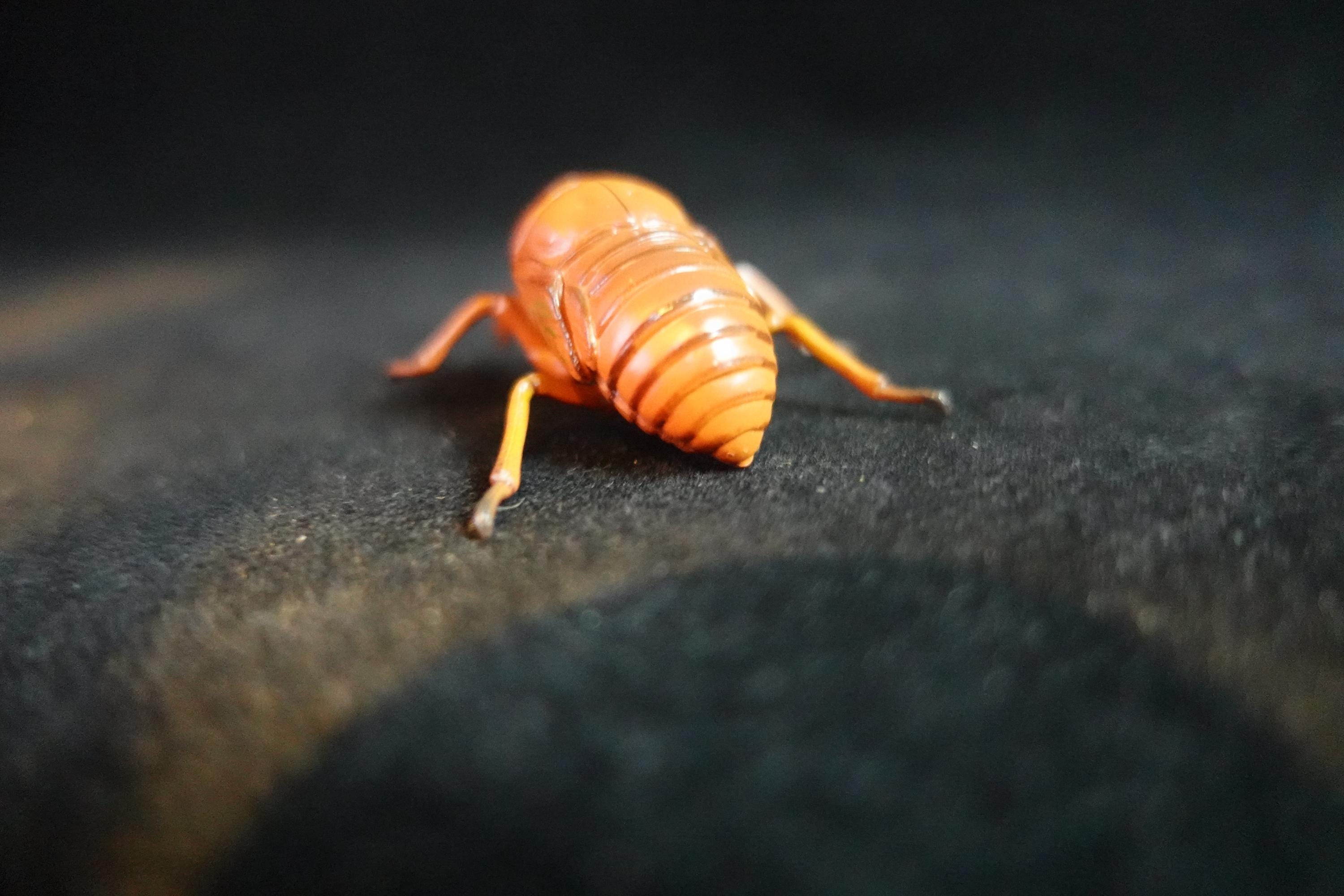 Kaiyodo ChocoQ Animatales Series 10 Cicada Larva (Just before Hatching)