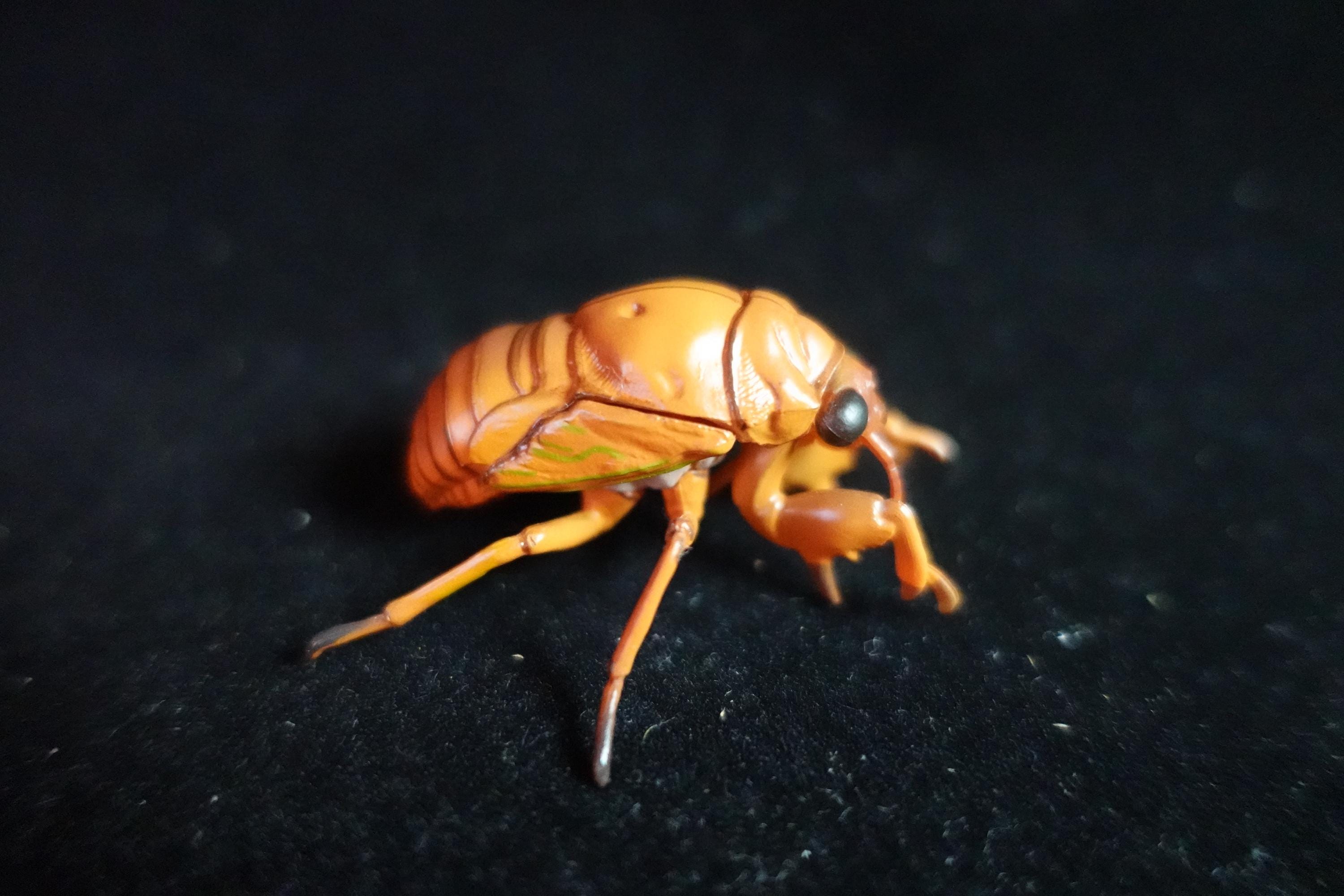 Kaiyodo ChocoQ Animatales Series 10 Cicada Larva (Just before Hatching)