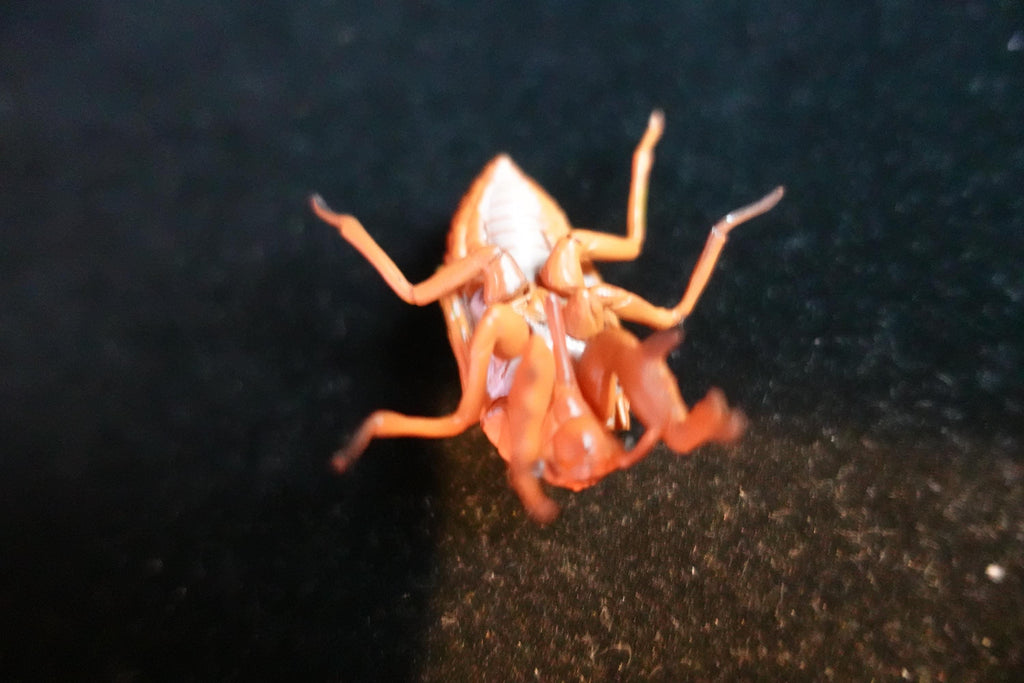 Kaiyodo ChocoQ Animatales Series 10 Cicada Larva (Just before Hatching)