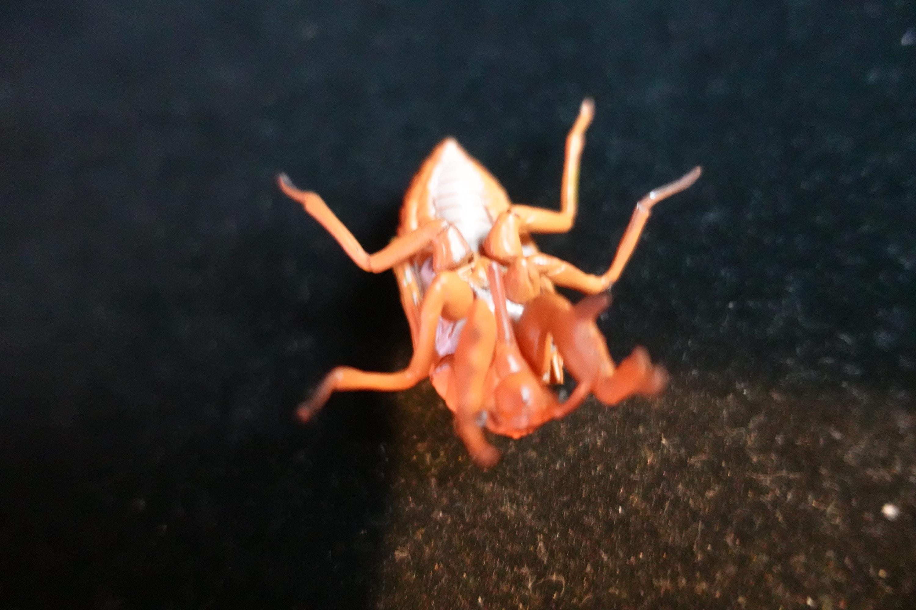 Kaiyodo ChocoQ Animatales Series 10 Cicada Larva (Just before Hatching)