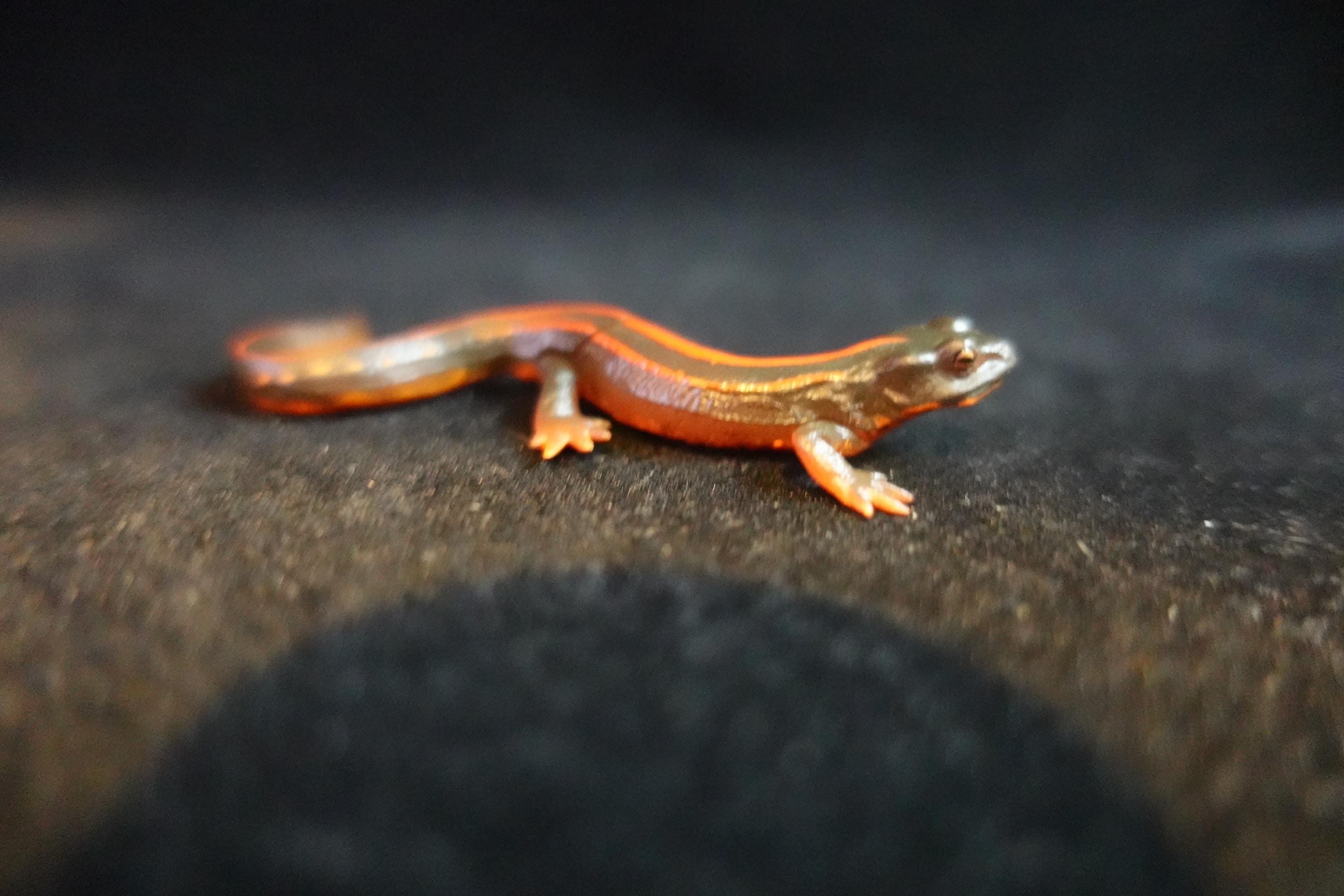 Kaiyodo ChocoQ Animatales Series 10 Okinawan Newt