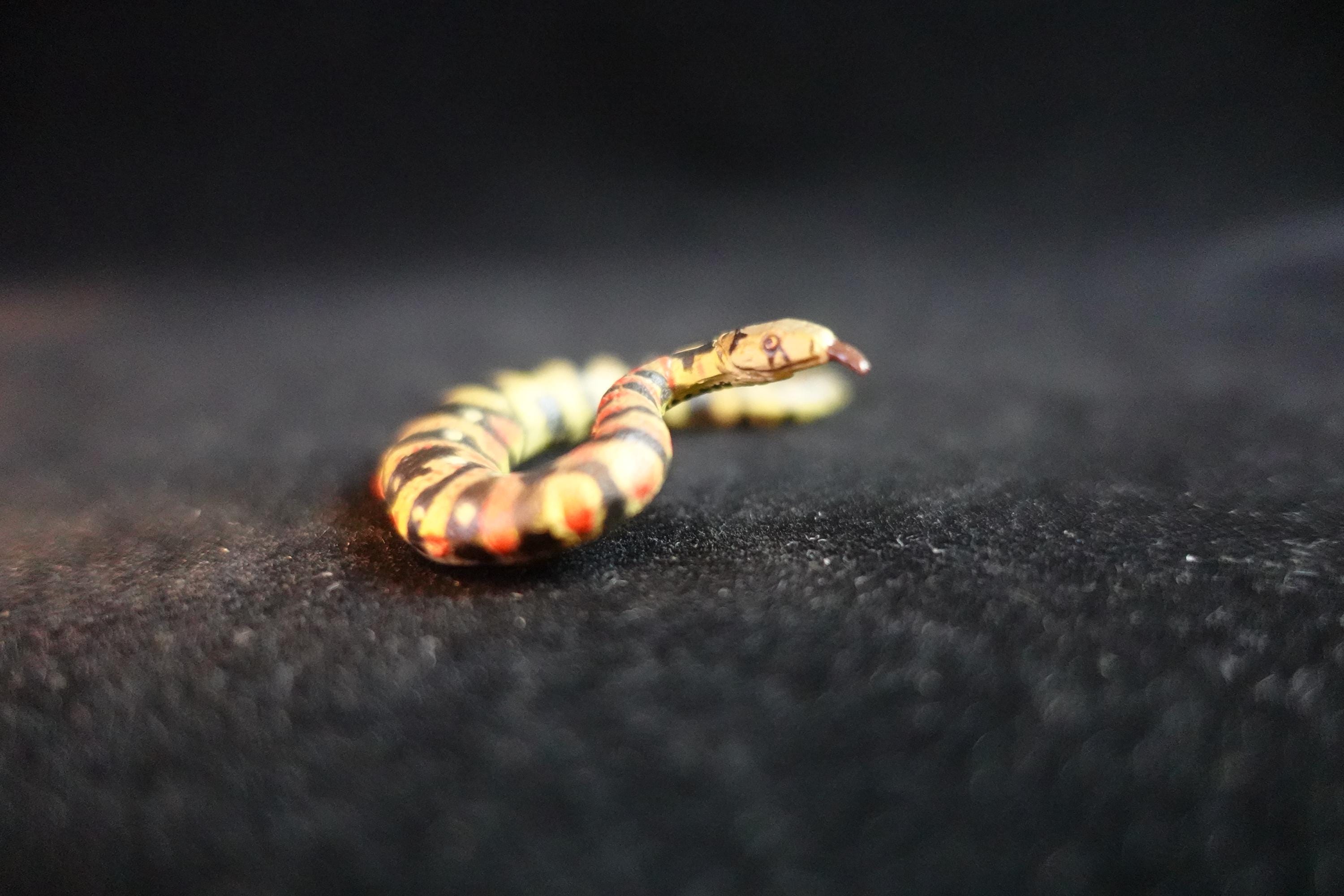 Kaiyodo ChocoQ Animatales Series 10 Tsuchinoko II Kansai Type