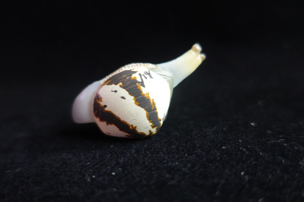 Kaiyodo ChocoQ Animatales Series 7 Clams