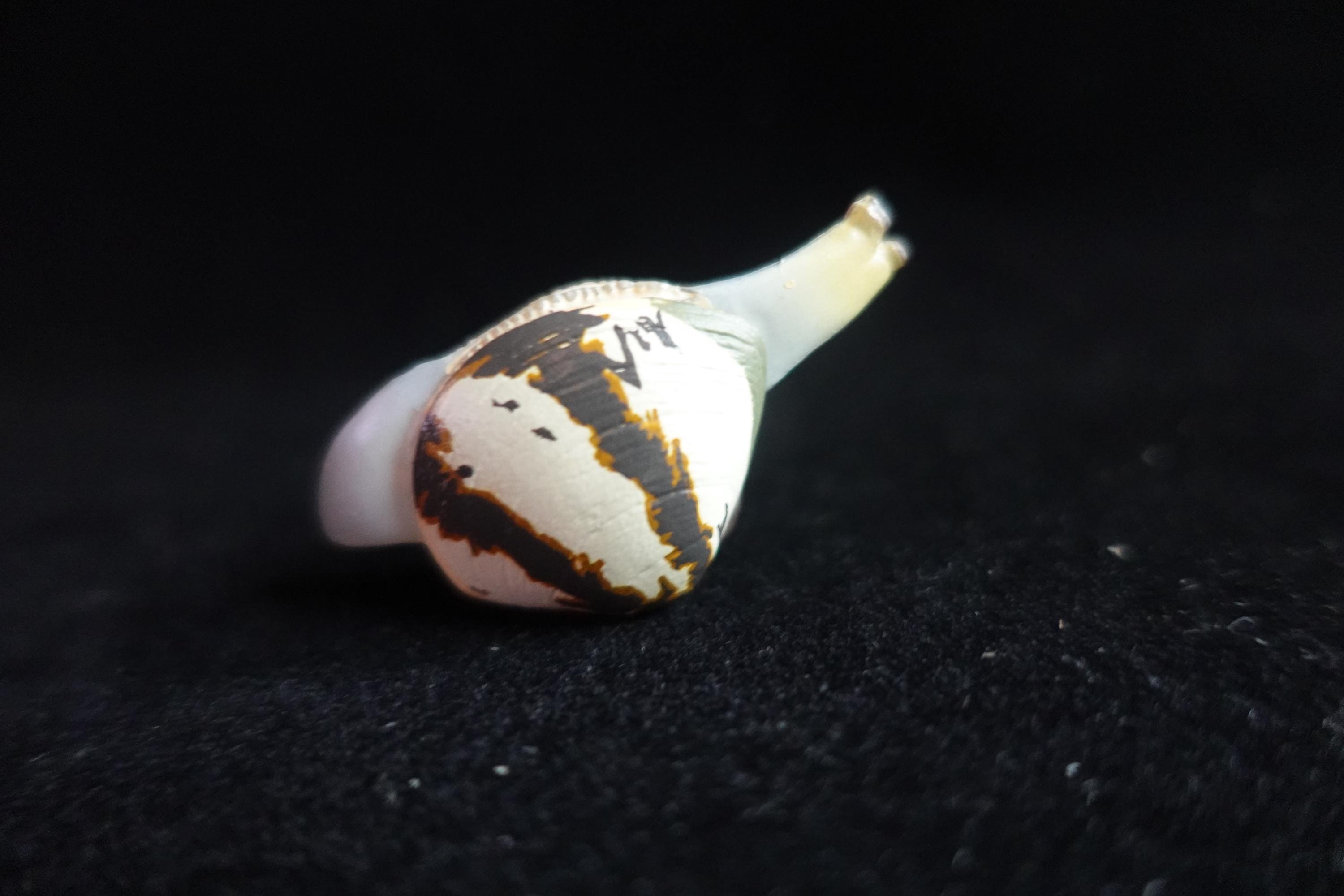 Kaiyodo ChocoQ Animatales Series 7 Clams