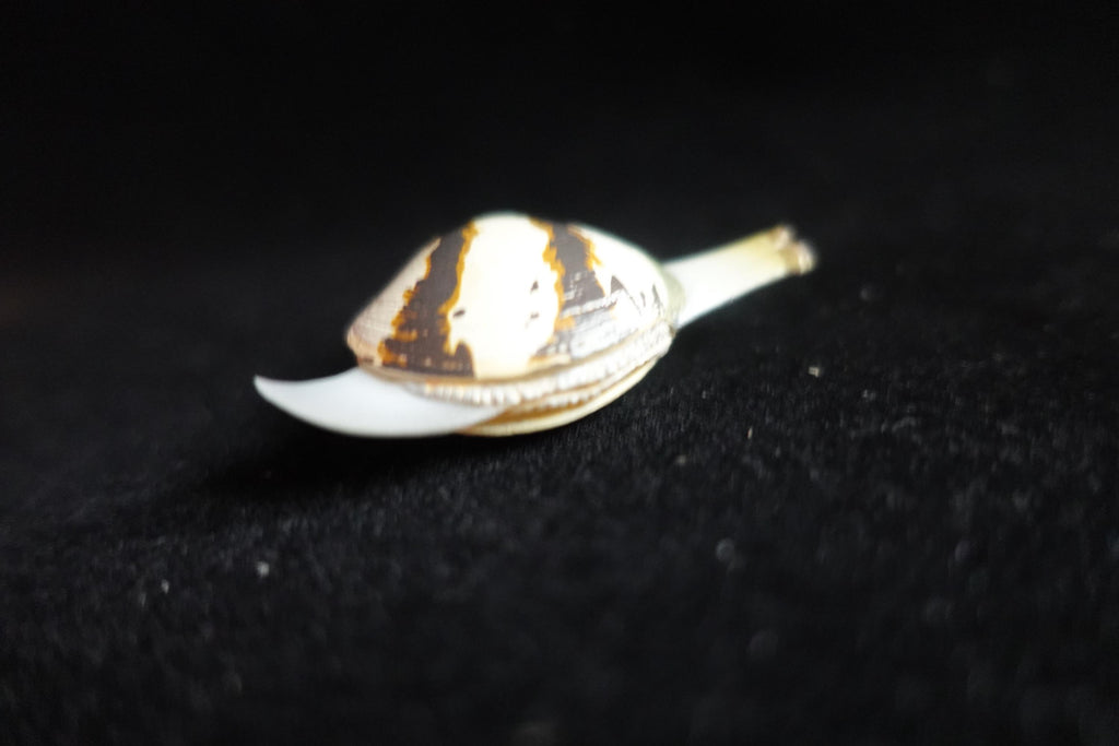 Kaiyodo ChocoQ Animatales Series 7 Clams