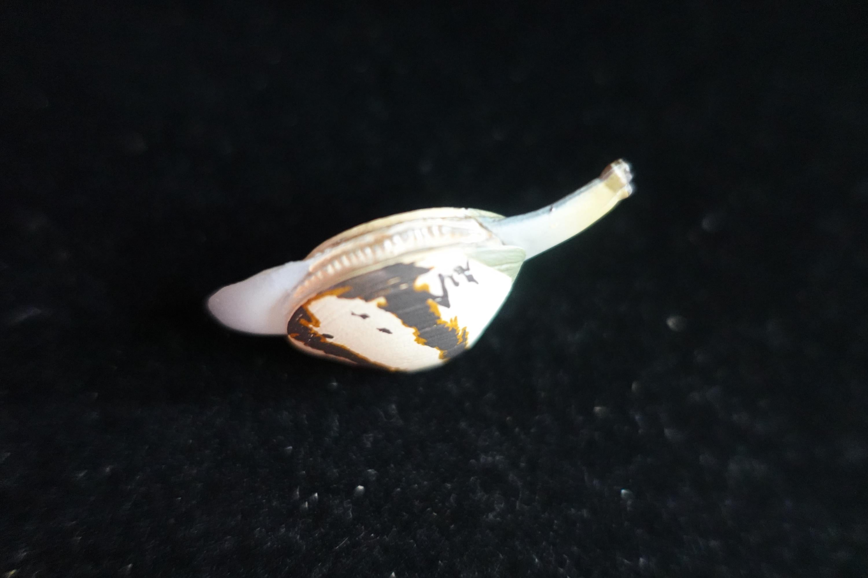 Kaiyodo ChocoQ Animatales Series 7 Clams