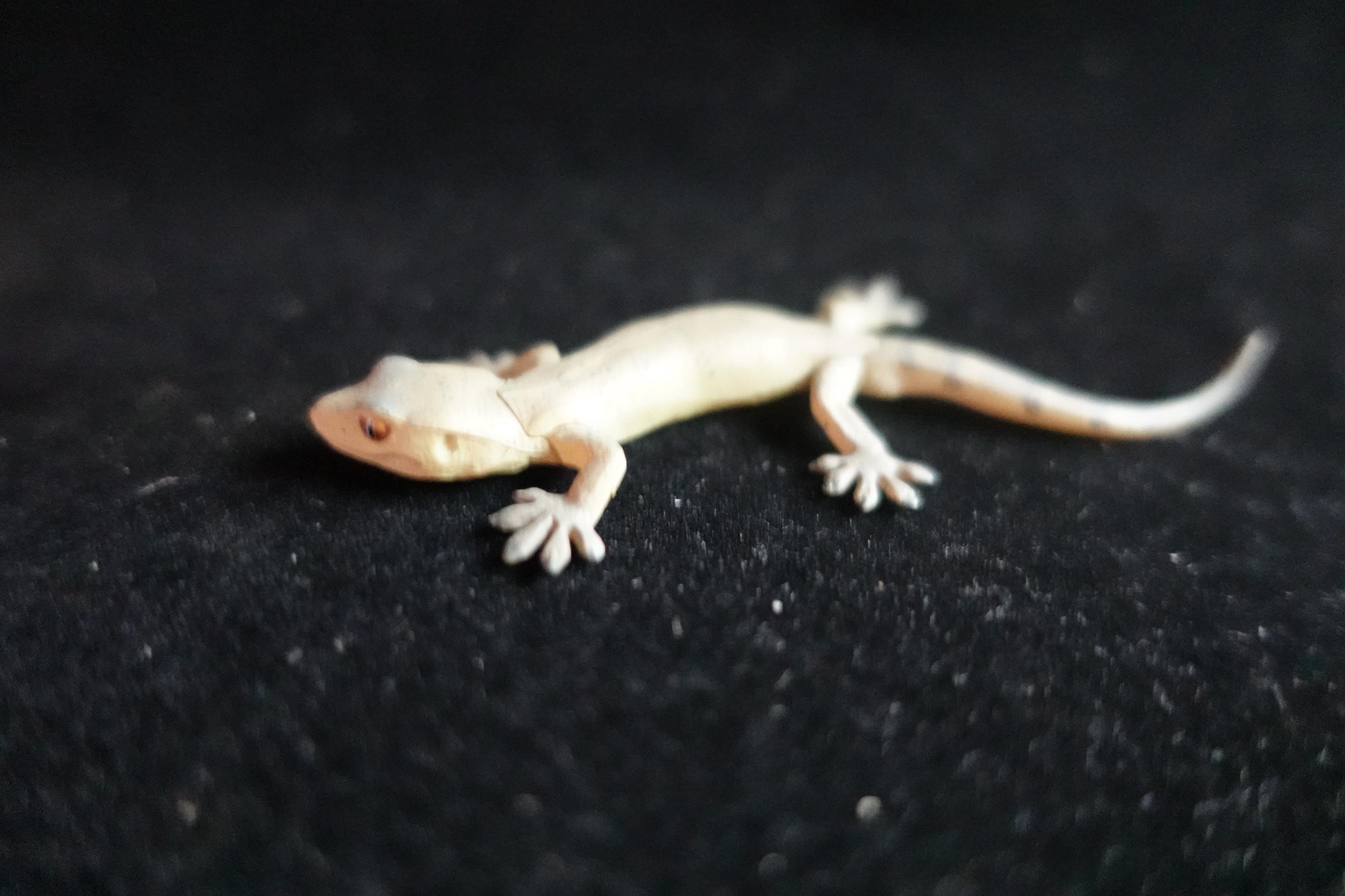 Kaiyodo ChocoQ Animatales Series 7 Japanese Gecko