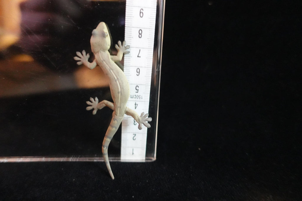 Kaiyodo ChocoQ Animatales Series 7 Japanese Gecko