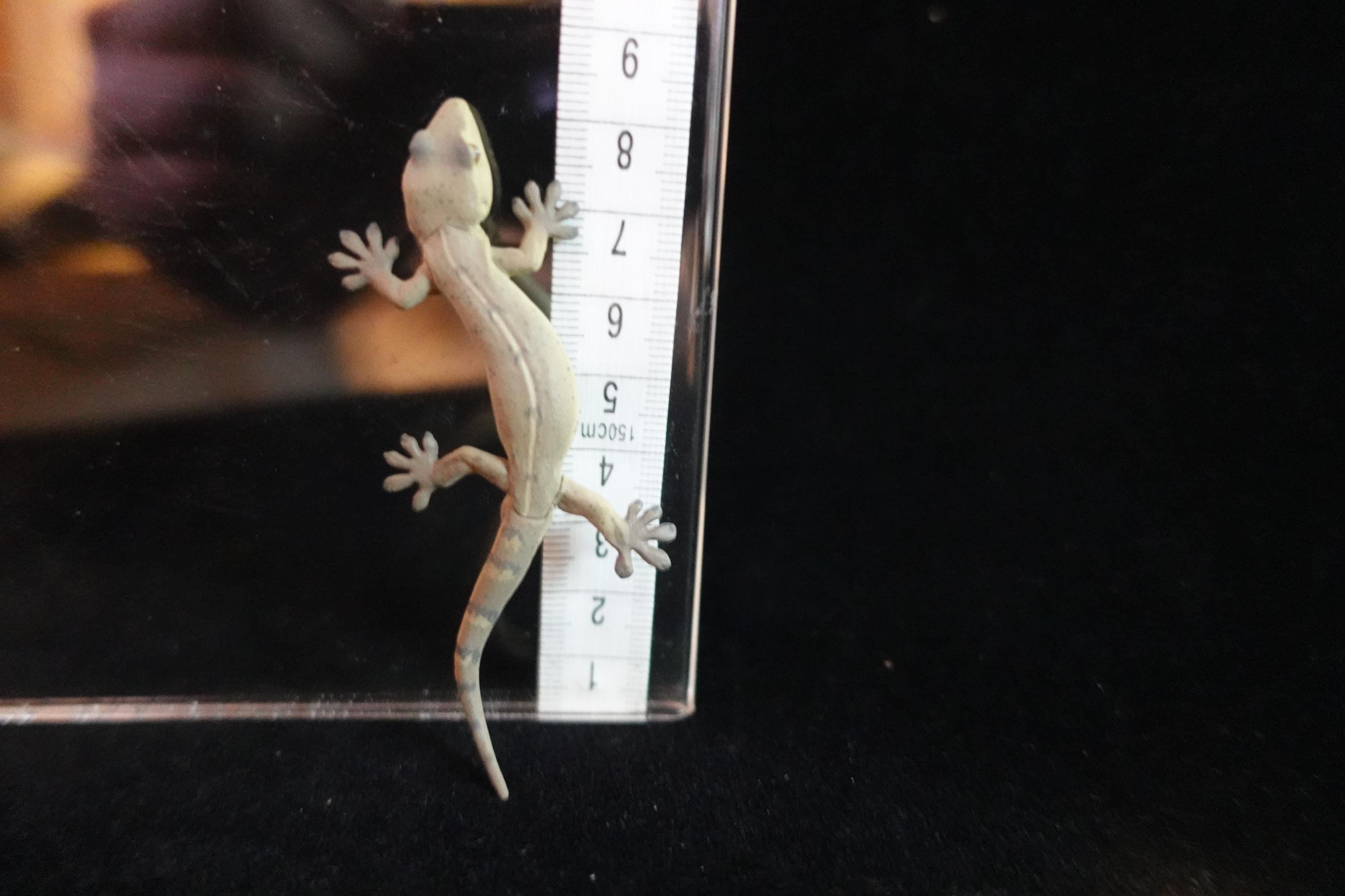 Kaiyodo ChocoQ Animatales Series 7 Japanese Gecko