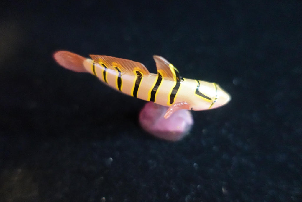 Kaiyodo ChocoQ Animatales Series 7 Goby Fish