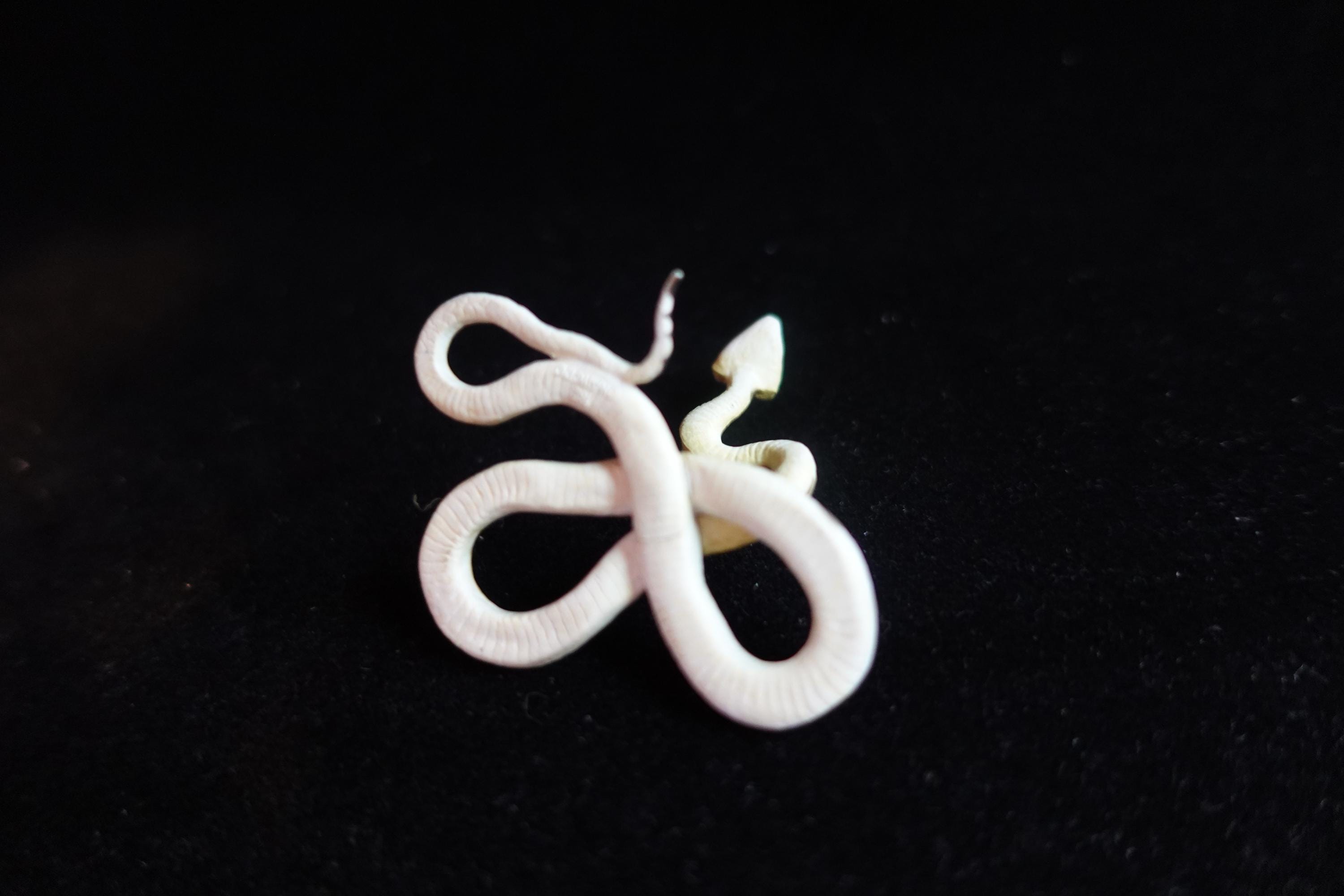 Kaiyodo ChocoQ Animatales Series 7 Spotted Pit Viper Snake