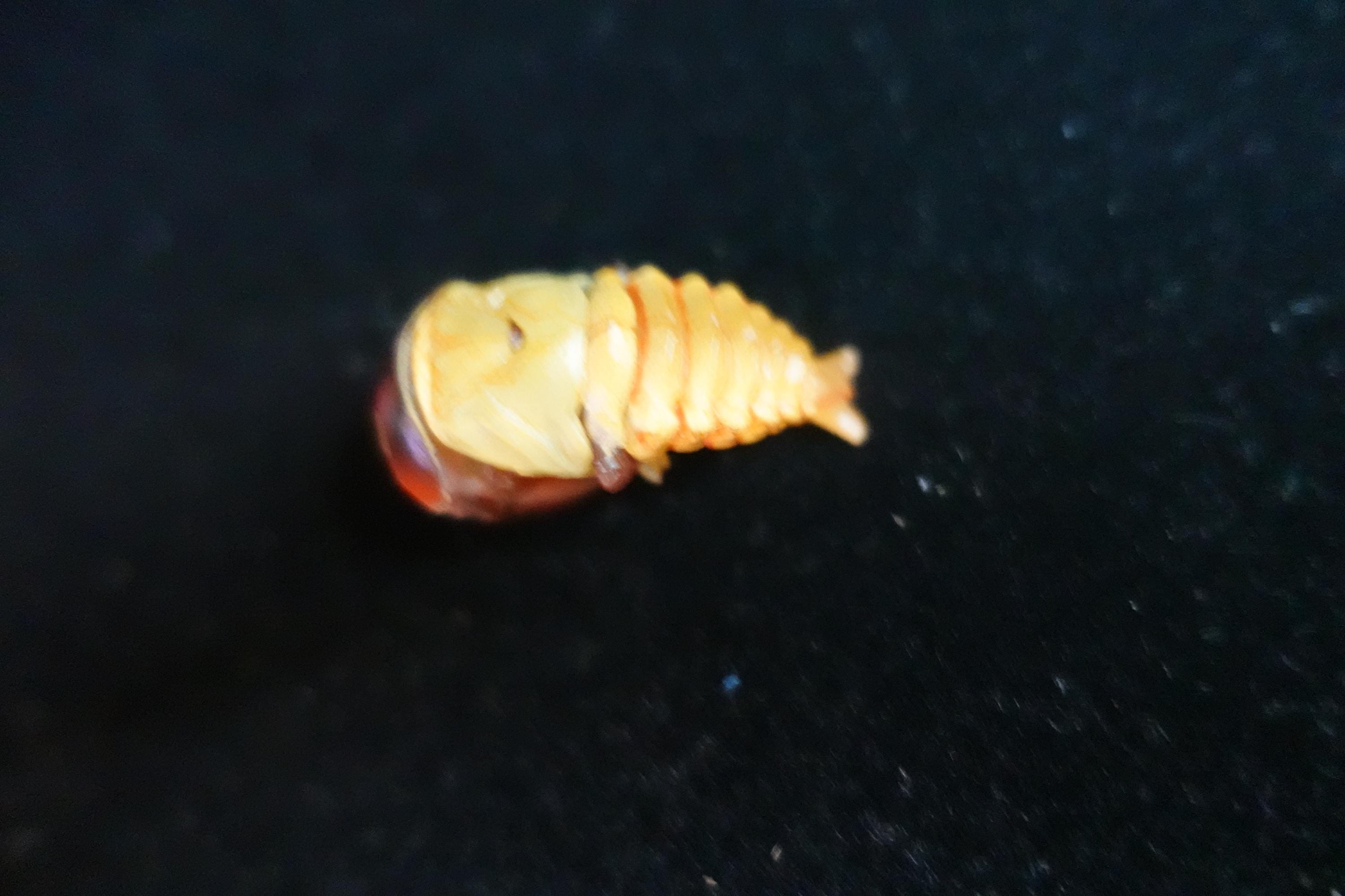 Kaiyodo ChocoQ Animatales Series 7 Secret SP Insect Beetle Pupa Larva C