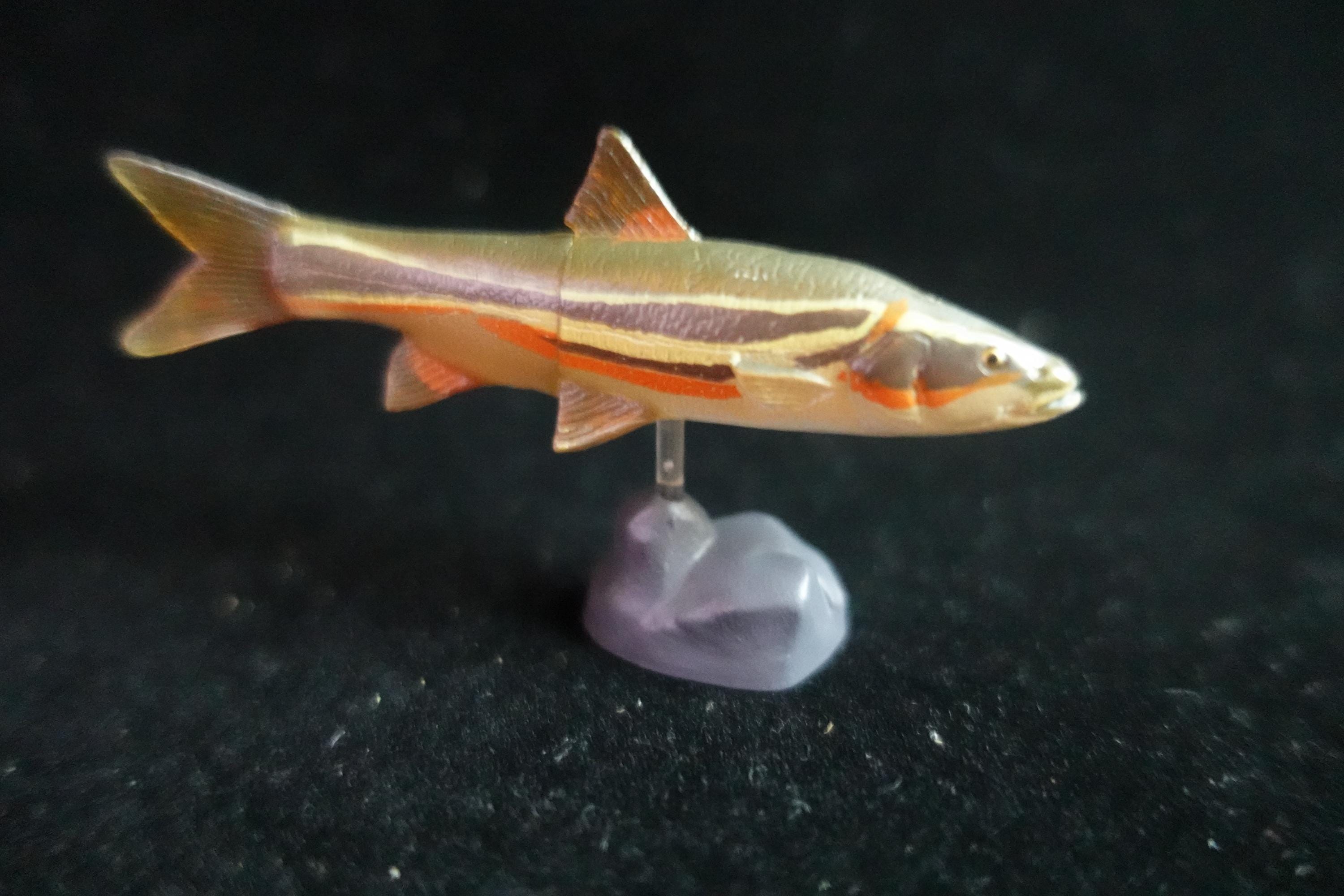 Kaiyodo ChocoQ Animatales Series 7 Masu Trout Fish