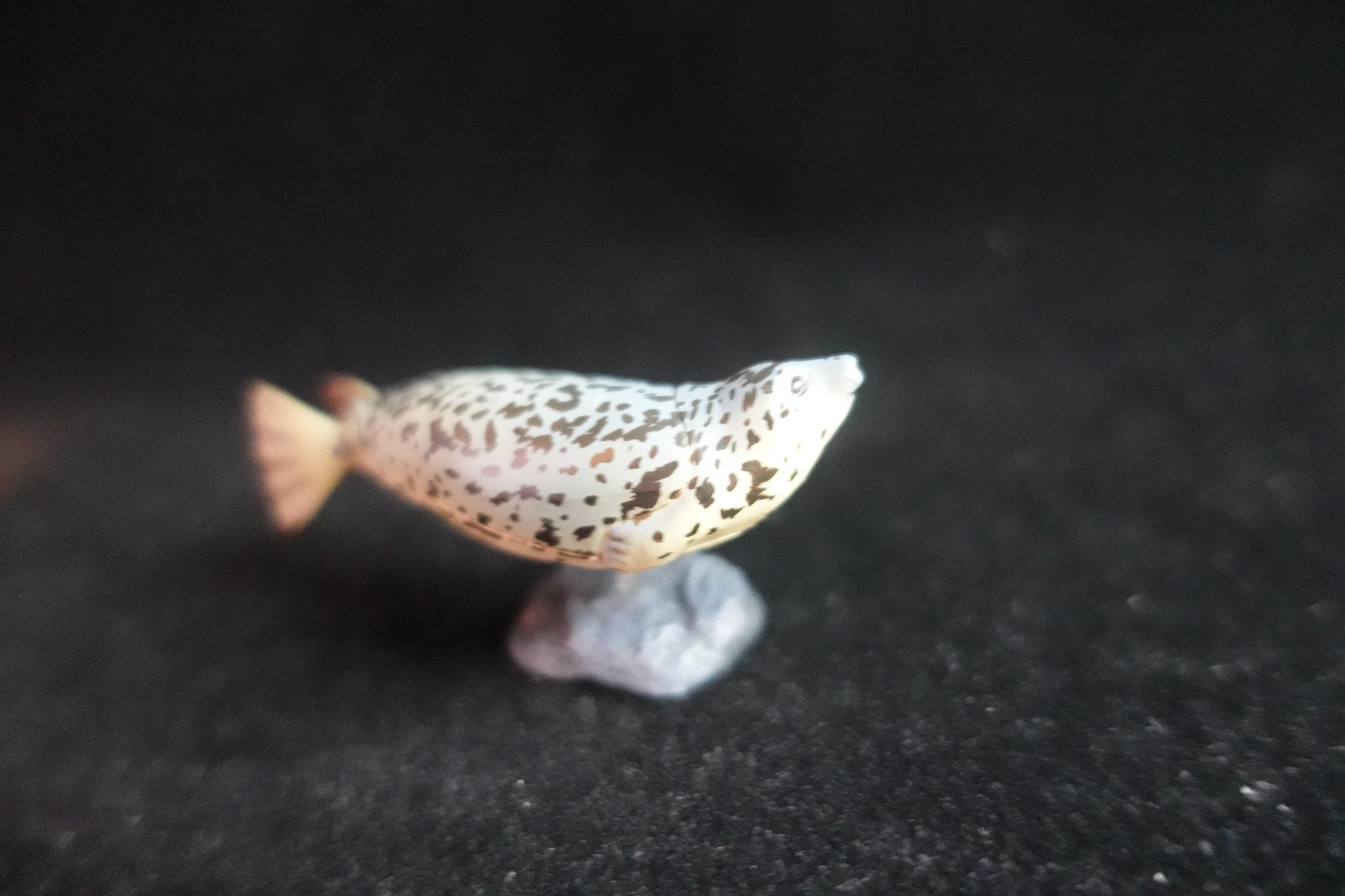 Kaiyodo ChocoQ Animatales Series 7 Spotted Seal Fish