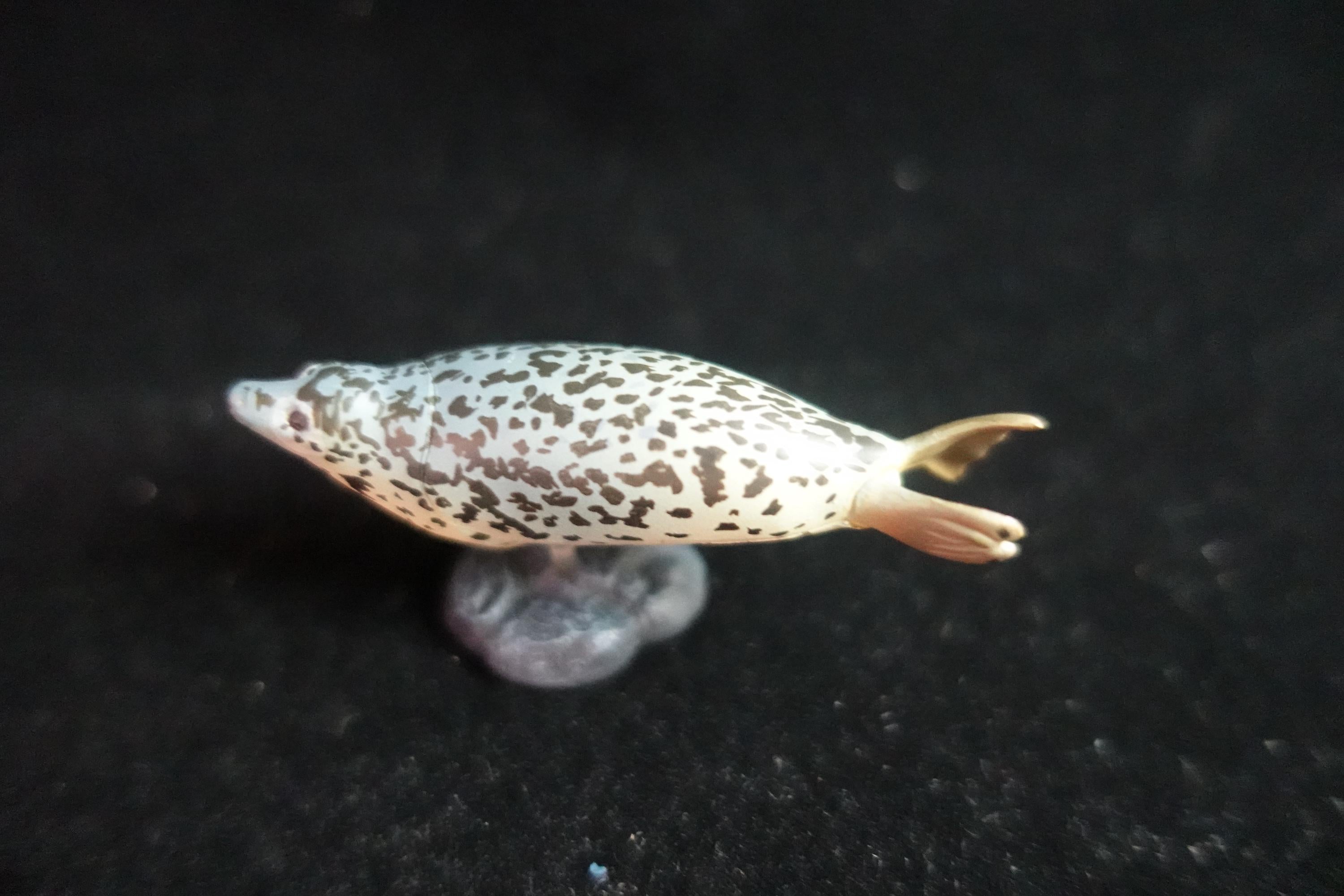 Kaiyodo ChocoQ Animatales Series 7 Spotted Seal Fish