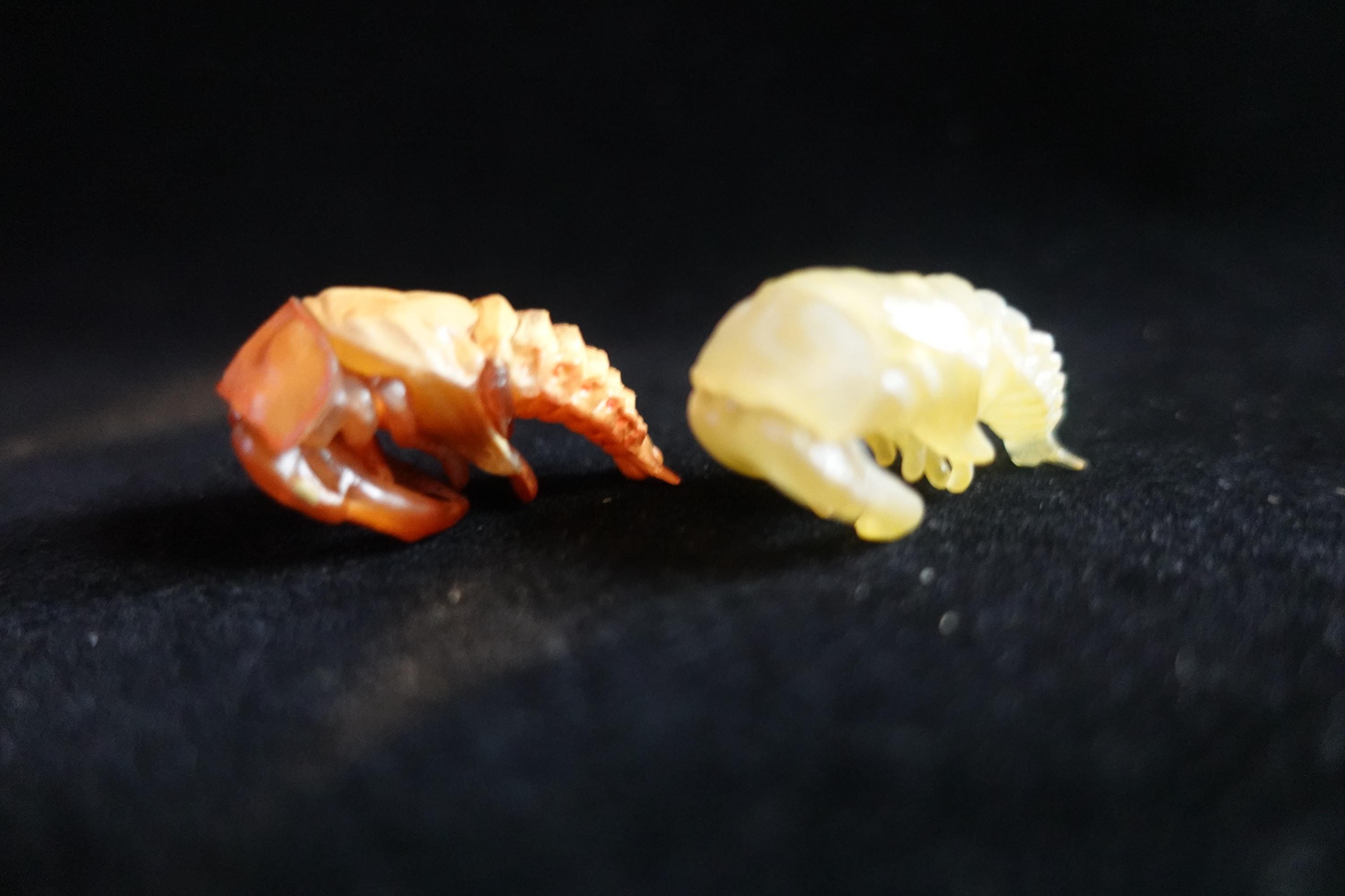 Kaiyodo ChocoQ Animatales Series 7 SP Insect Beetle Pupa Larva A, B (2pcs)