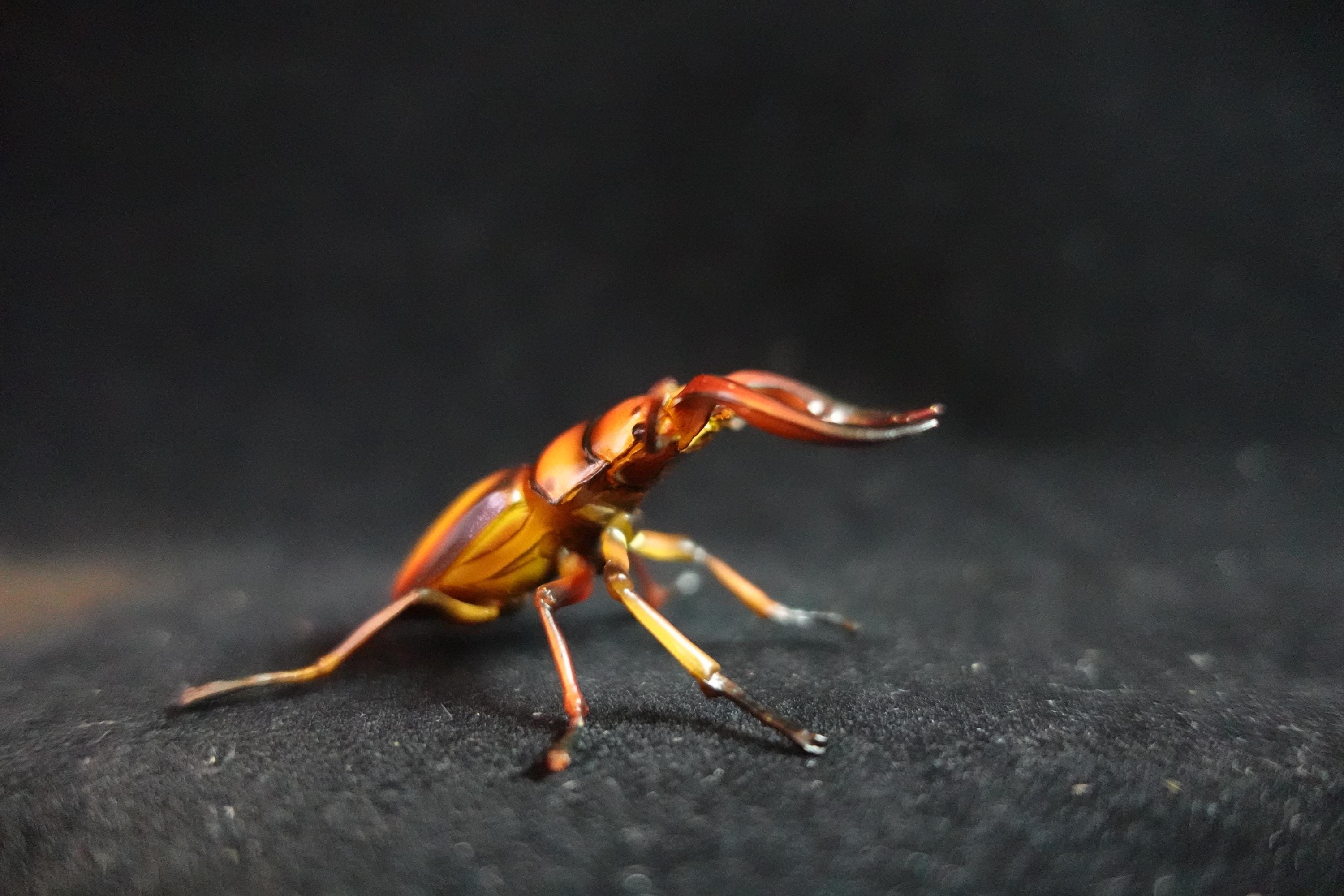 Kaiyodo ChocoQ Animatales Series 8  Tokara Stag Beetle B Insect Bug