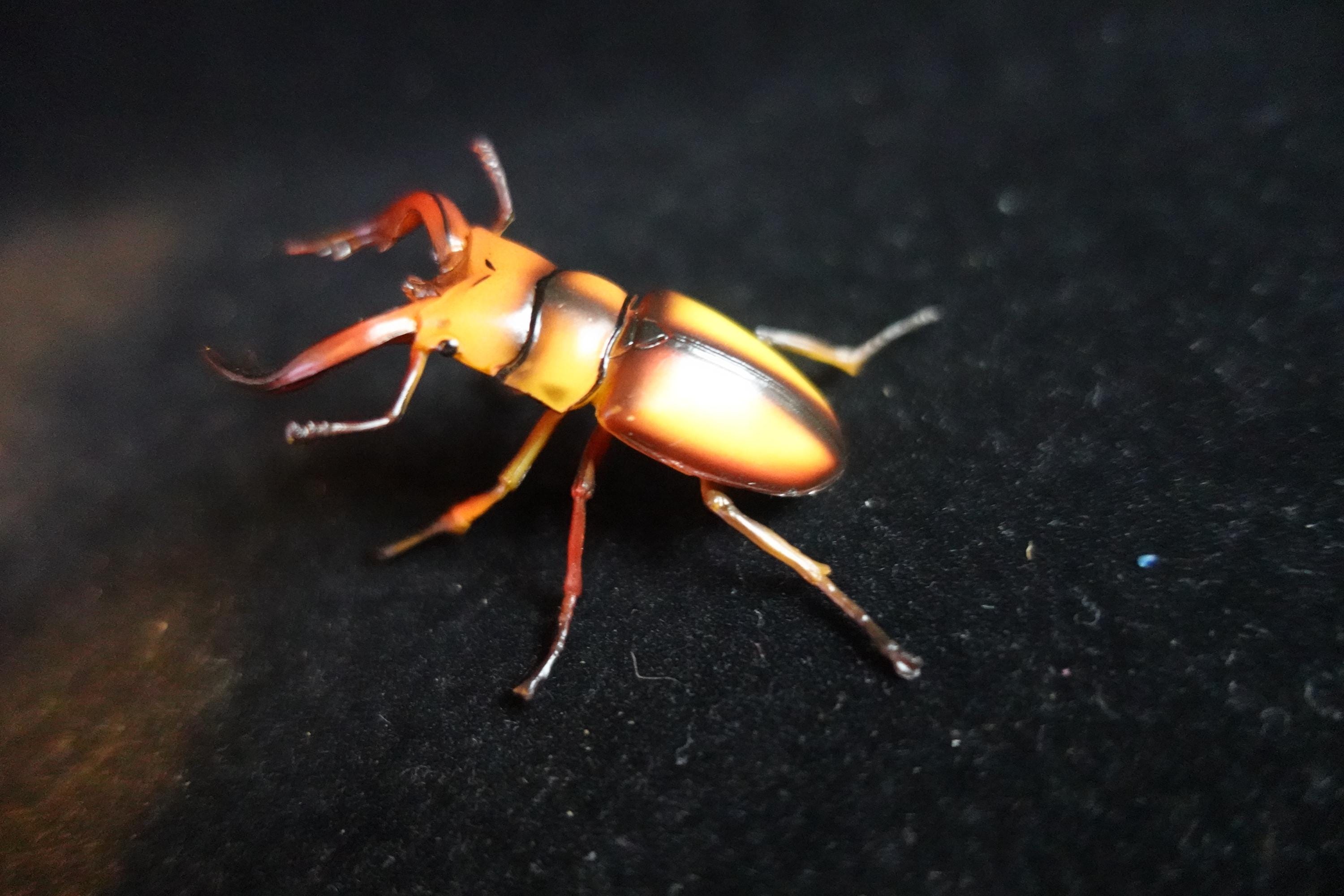 Kaiyodo ChocoQ Animatales Series 8  Tokara Stag Beetle B Insect Bug