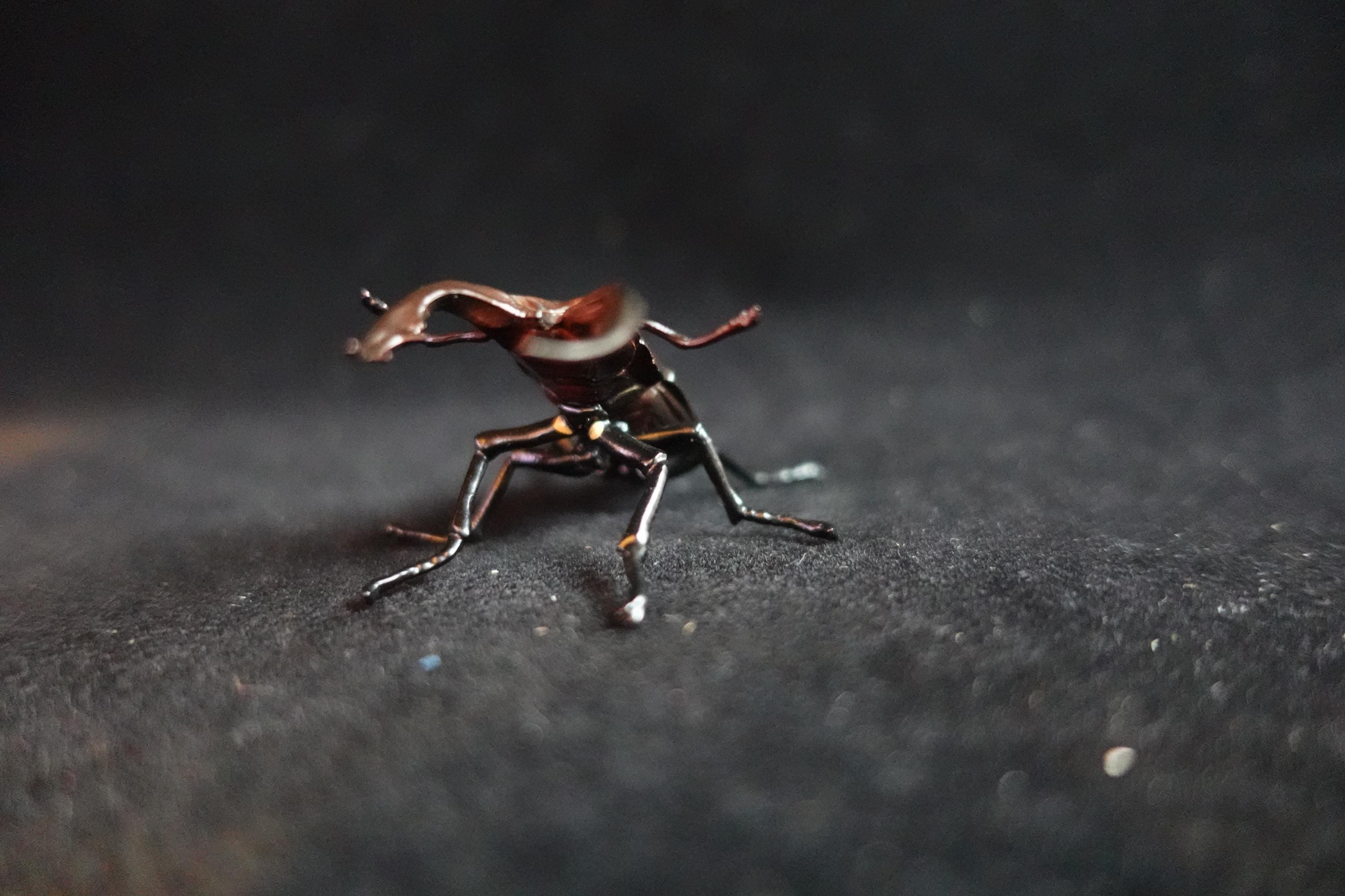 Kaiyodo ChocoQ Animatales Series 8 Tokara stag Beetle A Insect Bug