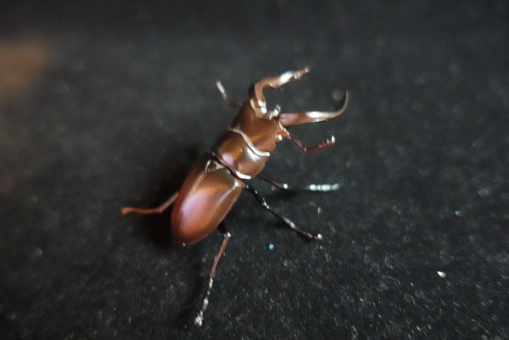 Kaiyodo ChocoQ Animatales Series 8 Tokara stag Beetle A Insect Bug