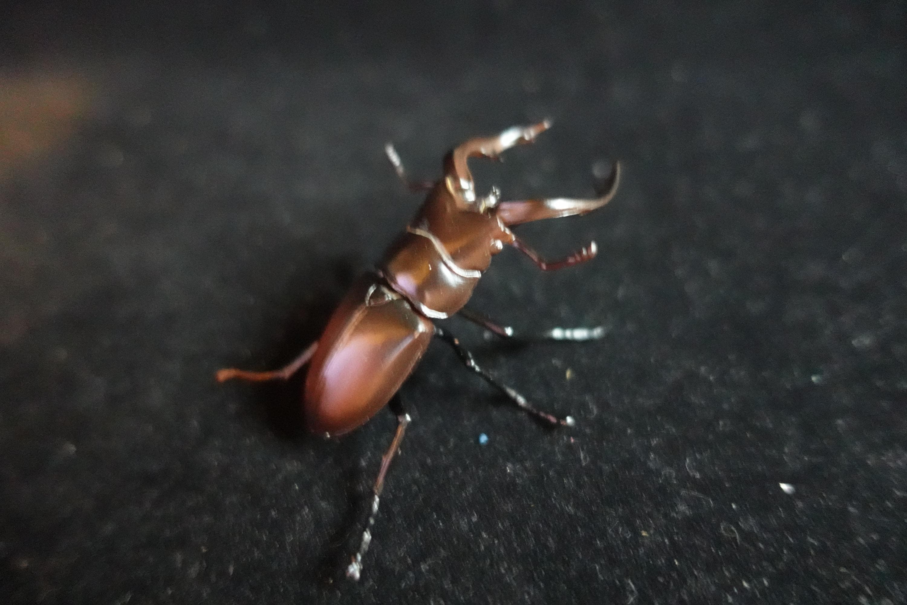 Kaiyodo ChocoQ Animatales Series 8 Tokara stag Beetle A Insect Bug