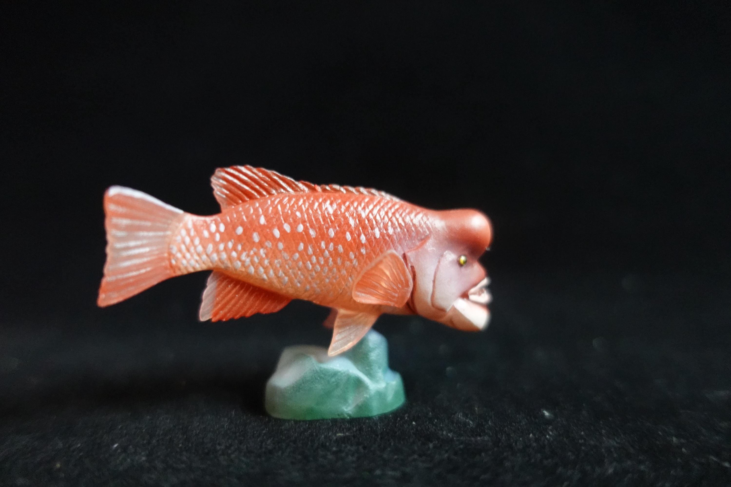 Kaiyodo ChocoQ Animatales Series 8 Bulgy-head Humphead Wrasse Fish