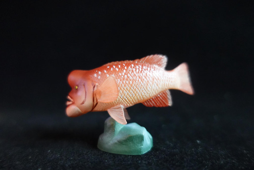 Kaiyodo ChocoQ Animatales Series 8 Bulgy-head Humphead Wrasse Fish