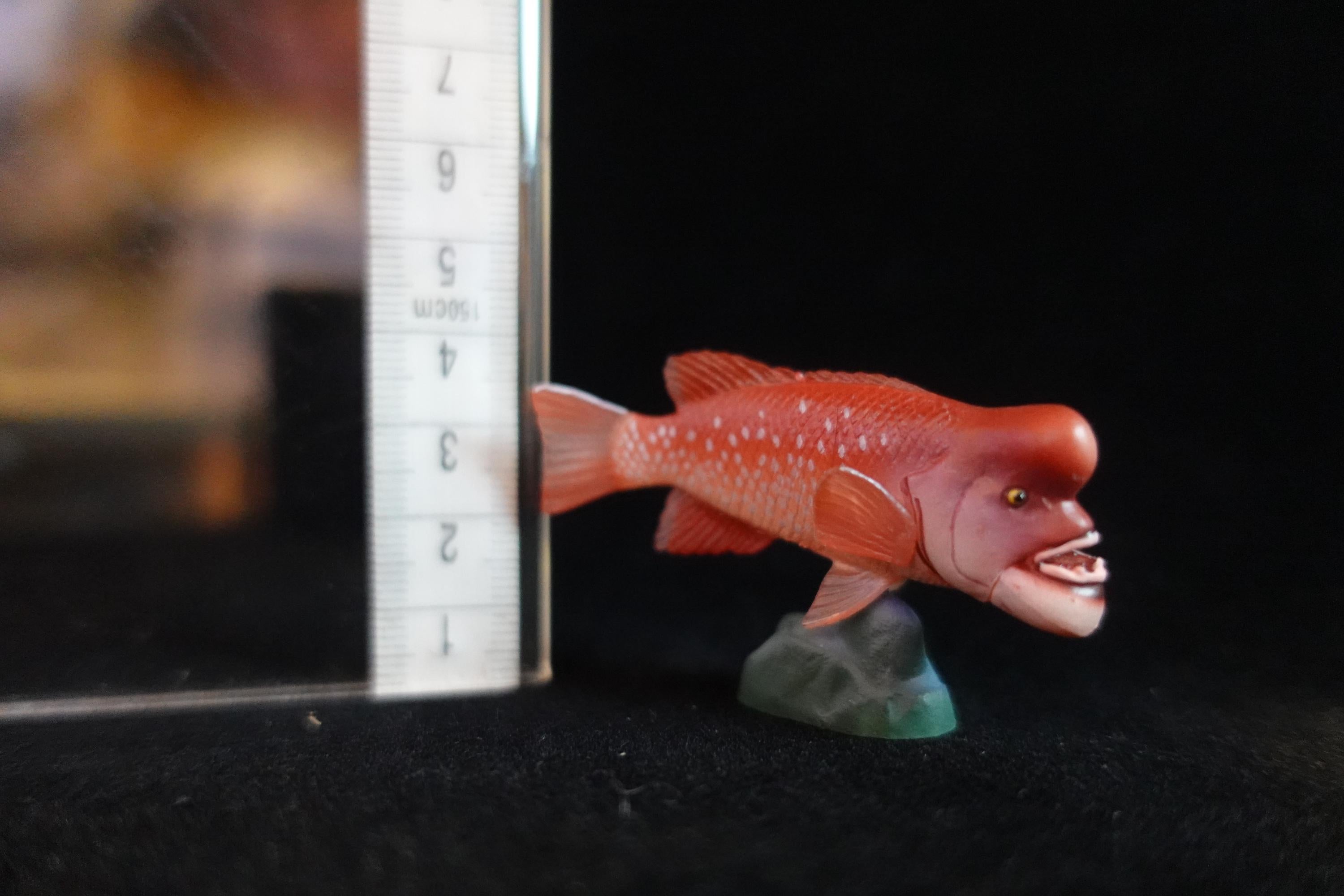 Kaiyodo ChocoQ Animatales Series 8 Bulgy-head Humphead Wrasse Fish