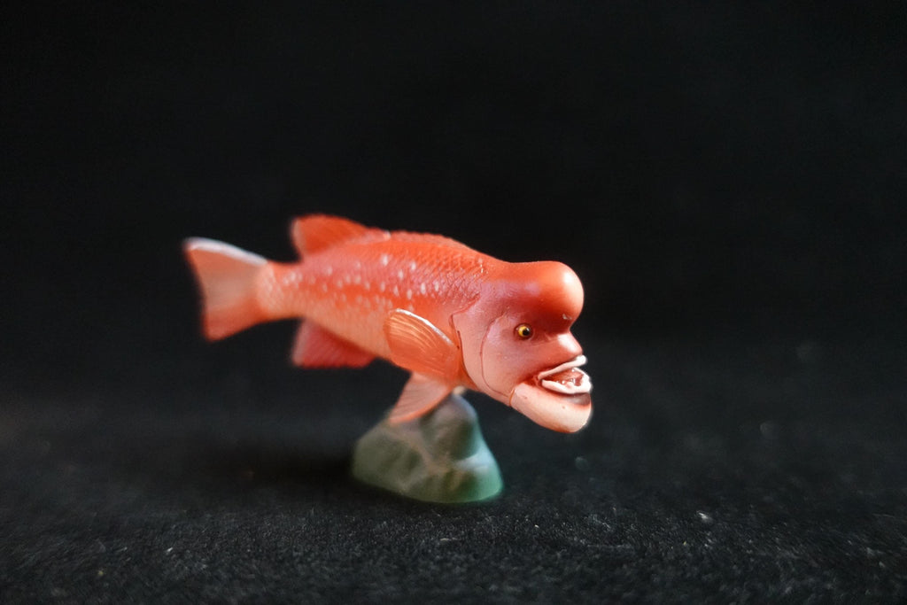 Kaiyodo ChocoQ Animatales Series 8 Bulgy-head Humphead Wrasse Fish