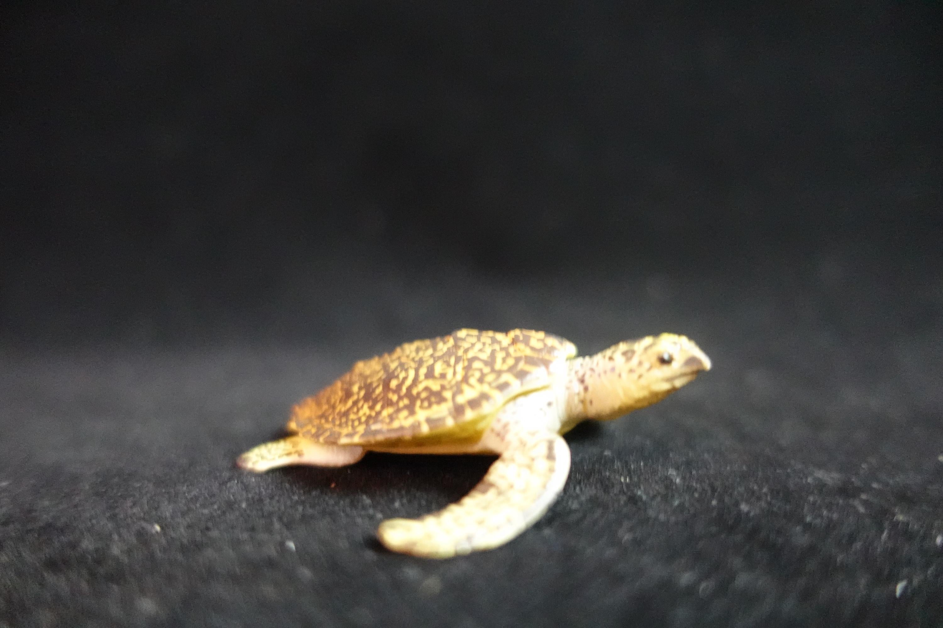 Kaiyodo ChocoQ Animatales Series 8 Hawksbill Turtle