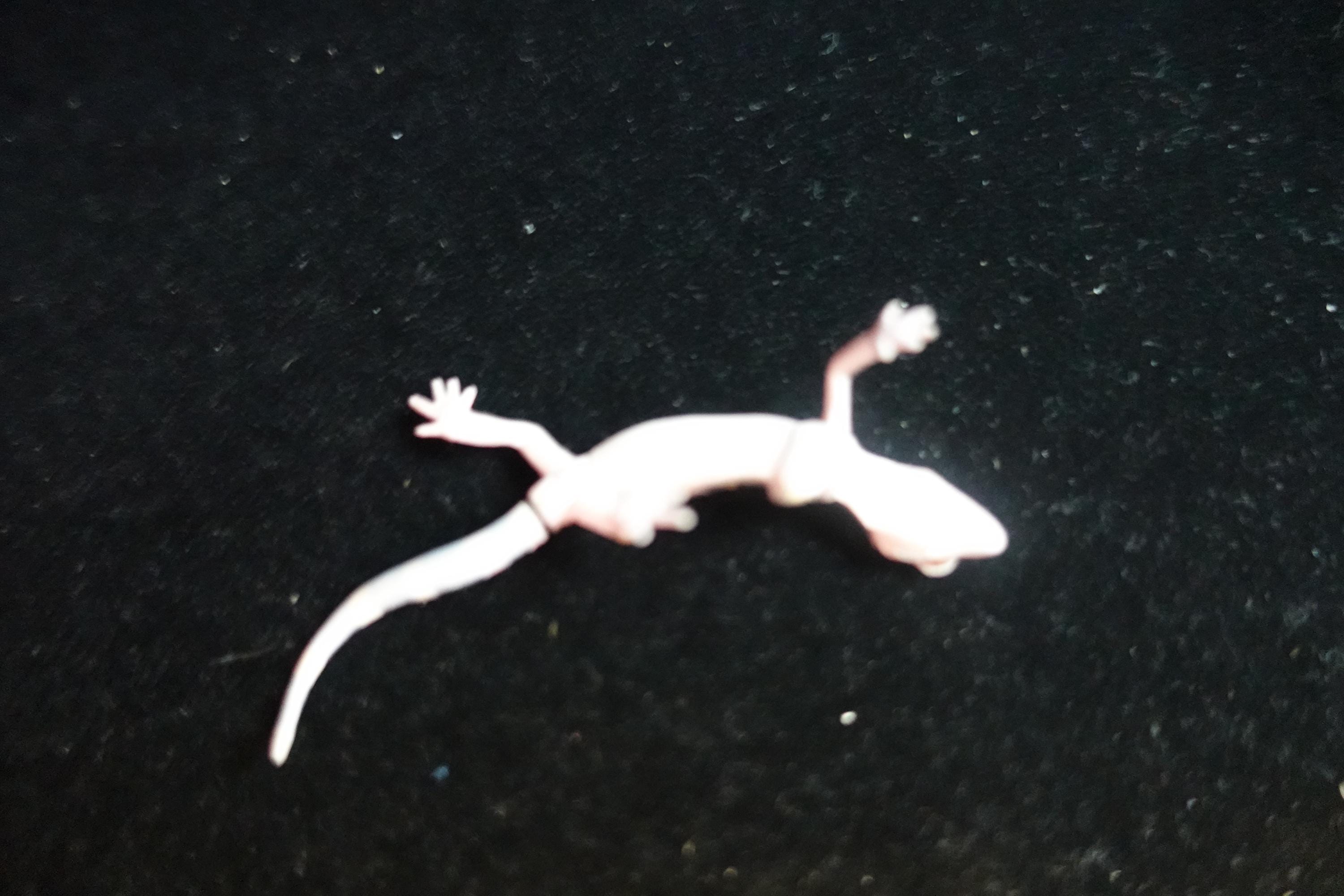 Kaiyodo ChocoQ Animatales Series 8 Spotted Short Tail Gecko Lizard B