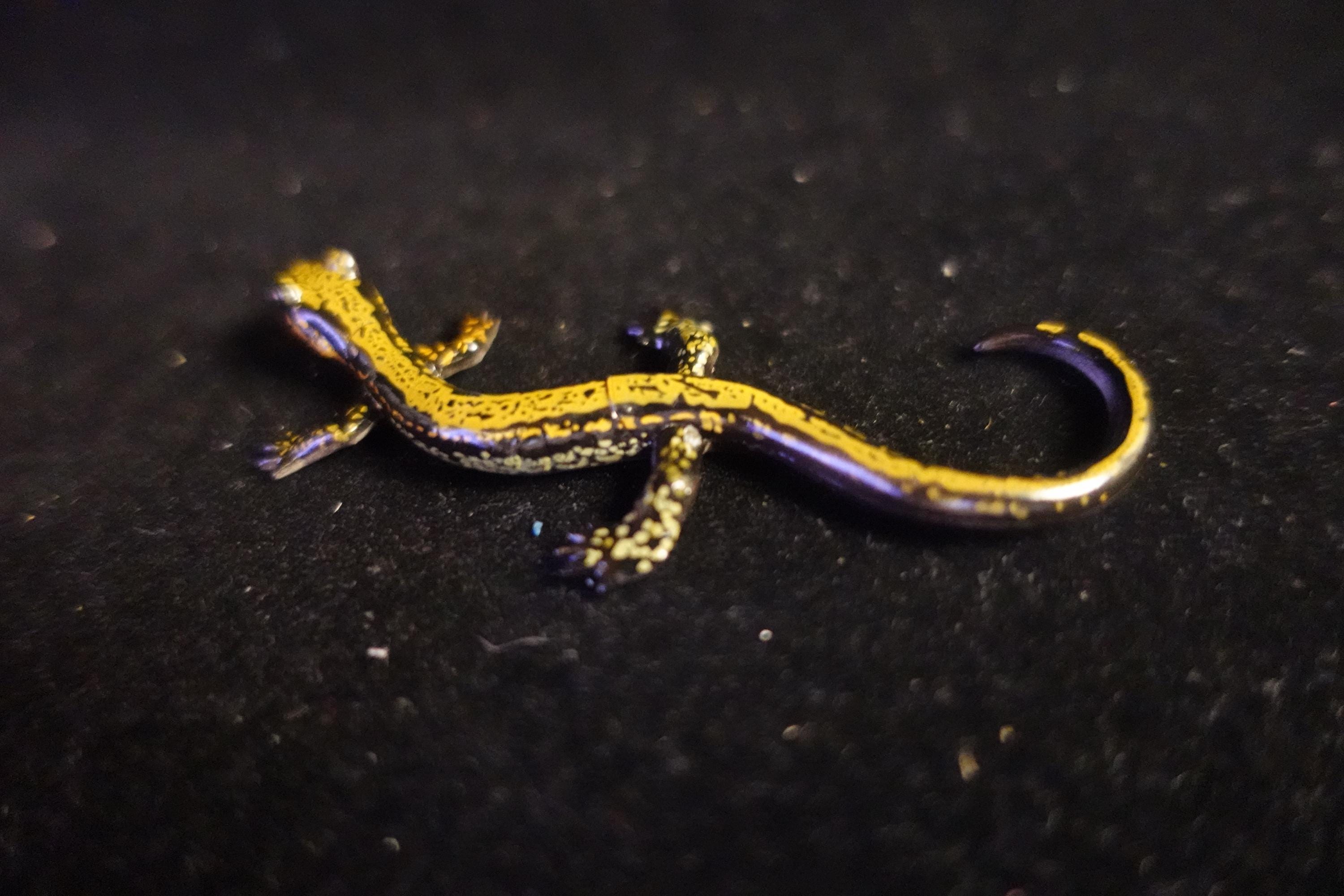 Kaiyodo ChocoQ Animatales Series 8 Japan Hakone Salamander A