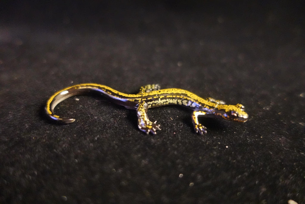 Kaiyodo ChocoQ Animatales Series 8 Japan Hakone Salamander A