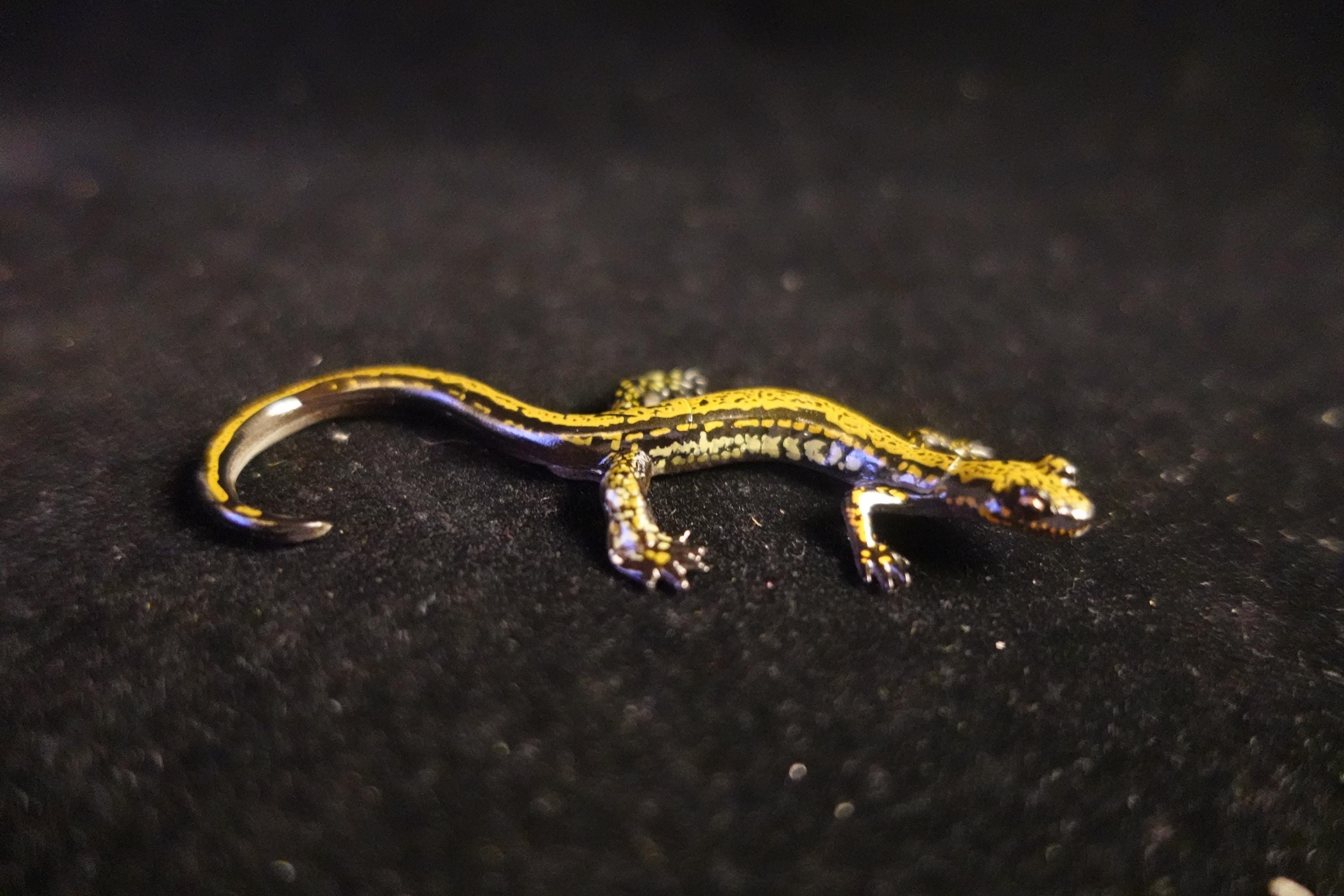 Kaiyodo ChocoQ Animatales Series 8 Japan Hakone Salamander A