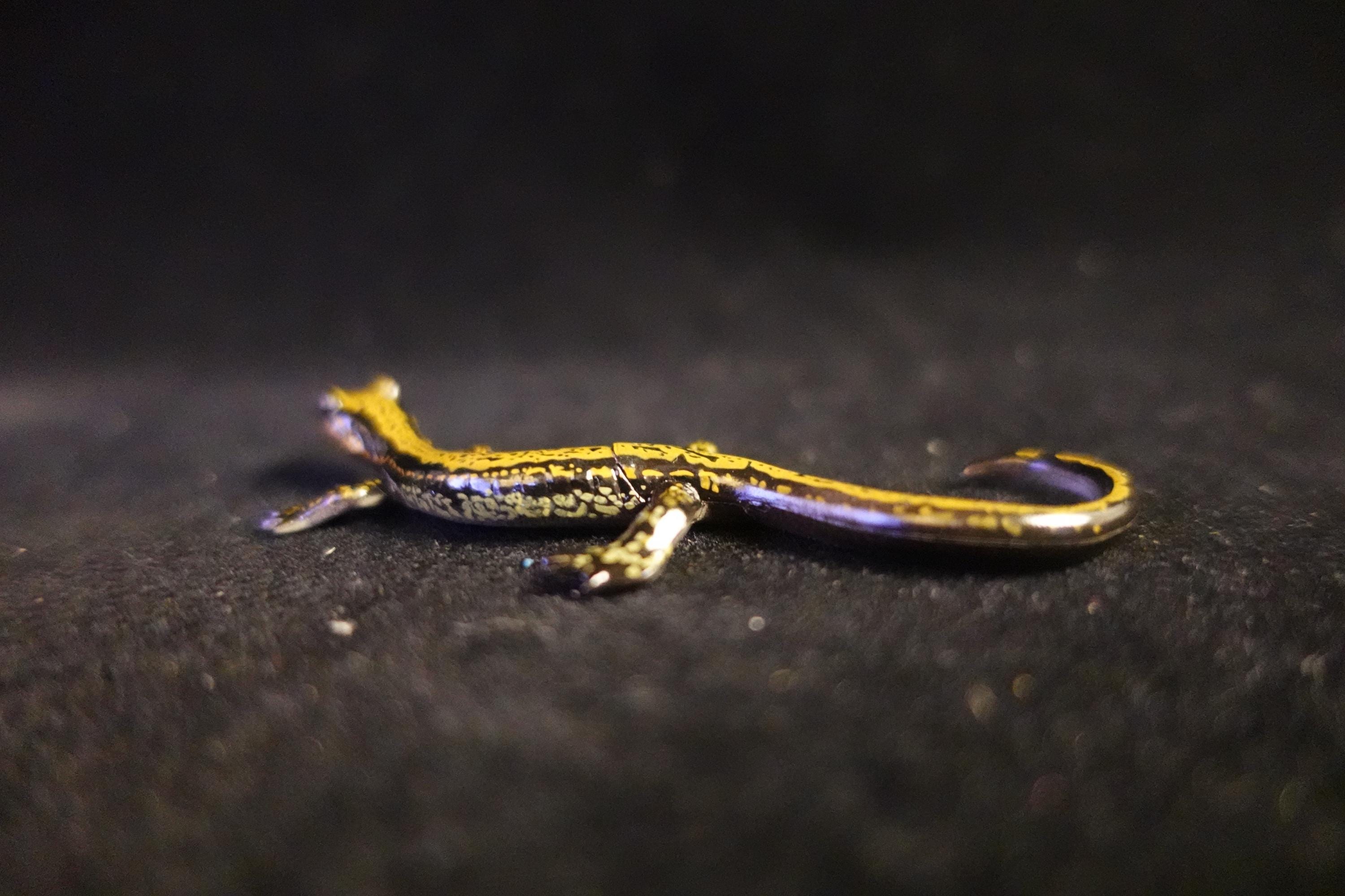 Kaiyodo ChocoQ Animatales Series 8 Japan Hakone Salamander A