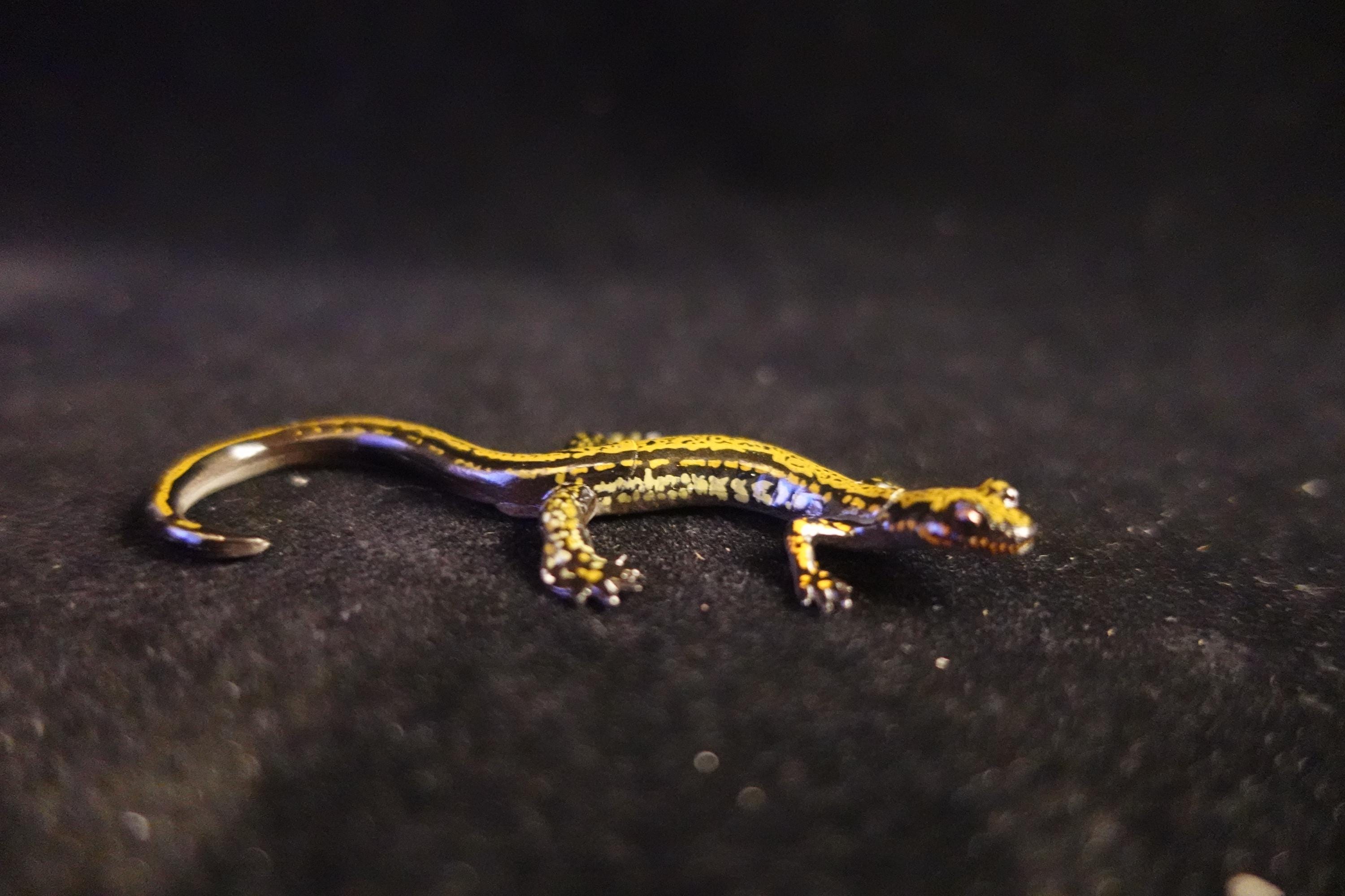 Kaiyodo ChocoQ Animatales Series 8 Japan Hakone Salamander A