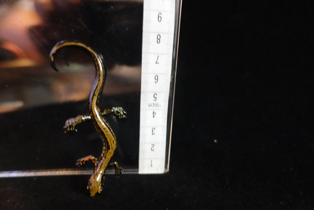 Kaiyodo ChocoQ Animatales Series 8 Japan Hakone Salamander A