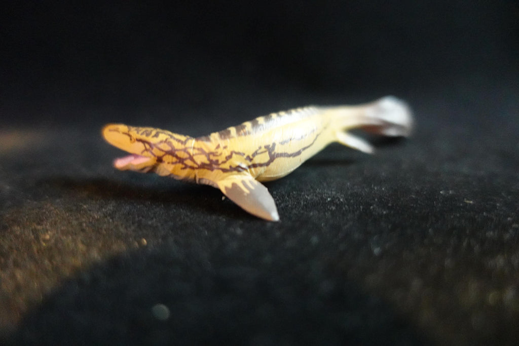 Kaiyodo UHA Dinotales Series3 Tyrosaurus