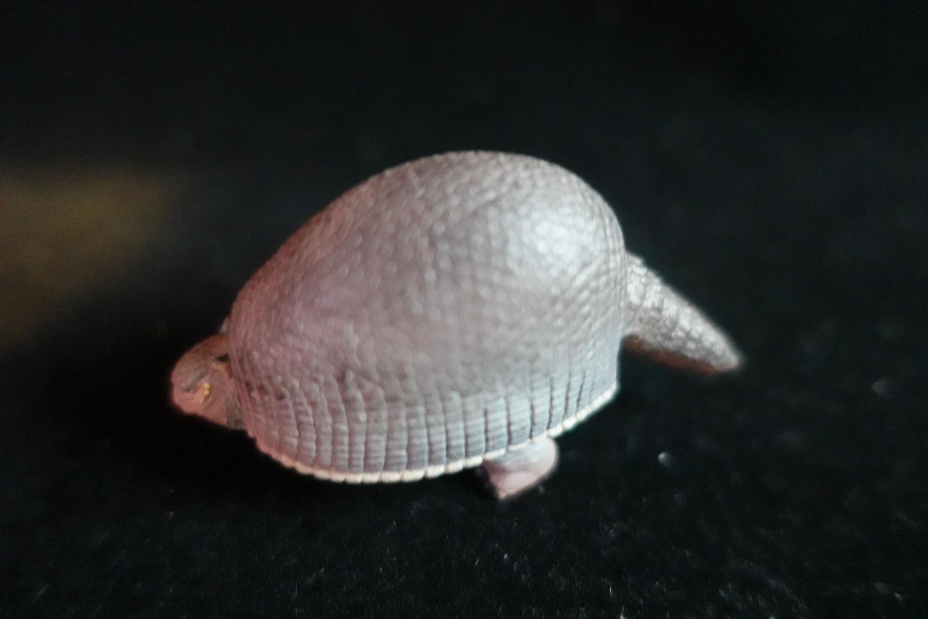 Kaiyodo UHA Dinotales Series 3 Glyptodon