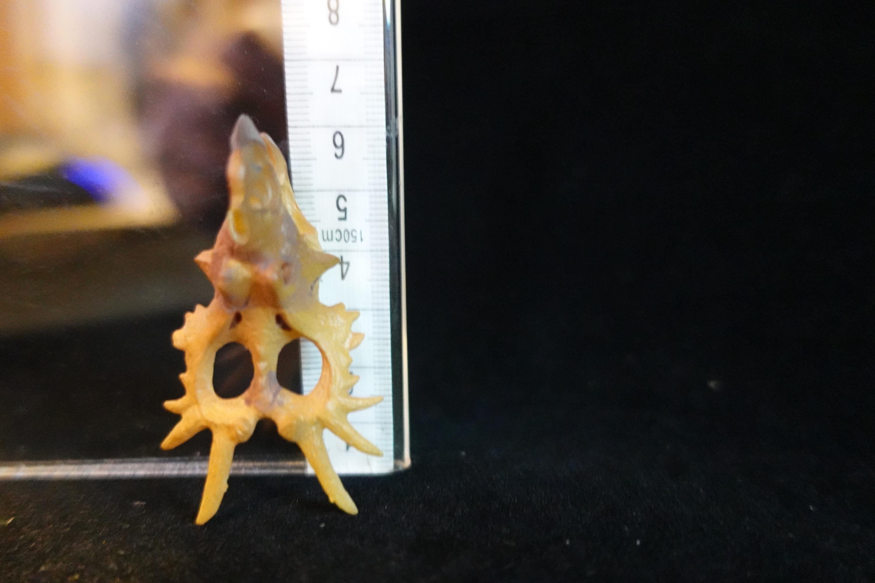 Kaiyodo UHA Dinotales Series 3 Styracosaurus Skull